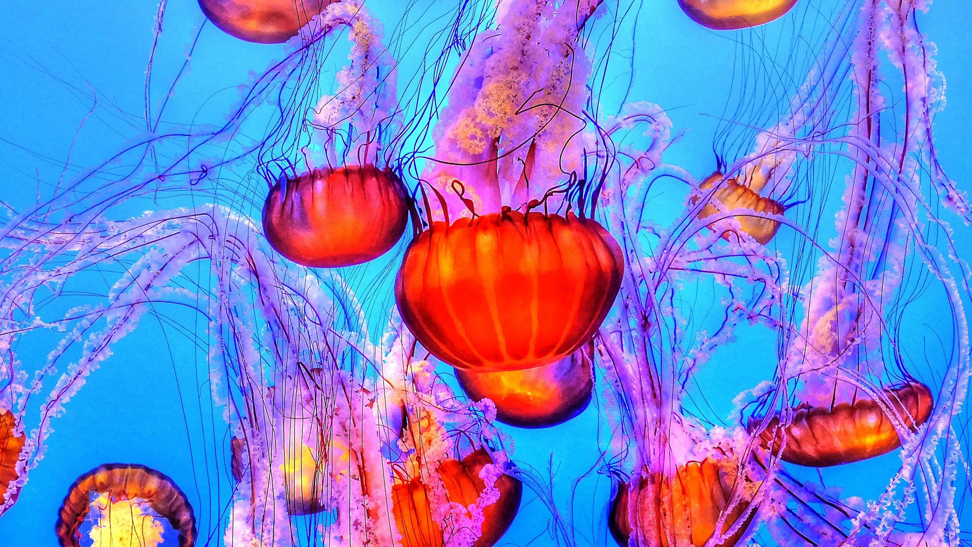 4K Jellyfish 桌布 壁紙 — 鮮豔的橙色和紫色水母在深藍色水生背景下優雅地漂浮。