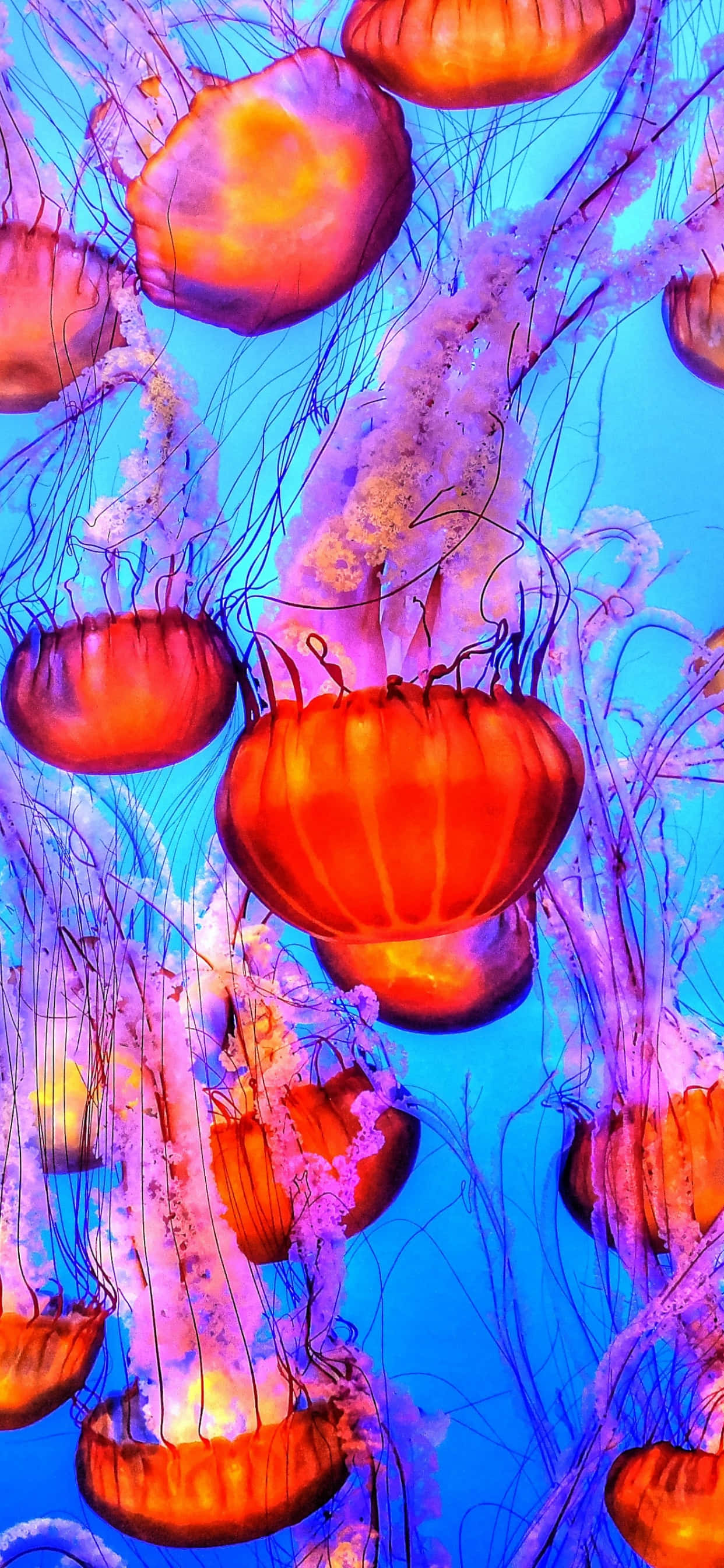 Underwater iPhone 桌布 壁紙 — 鮮豔的橙色和紫色水母在深藍色海水中優雅漂浮，發光的觸手閃爍。