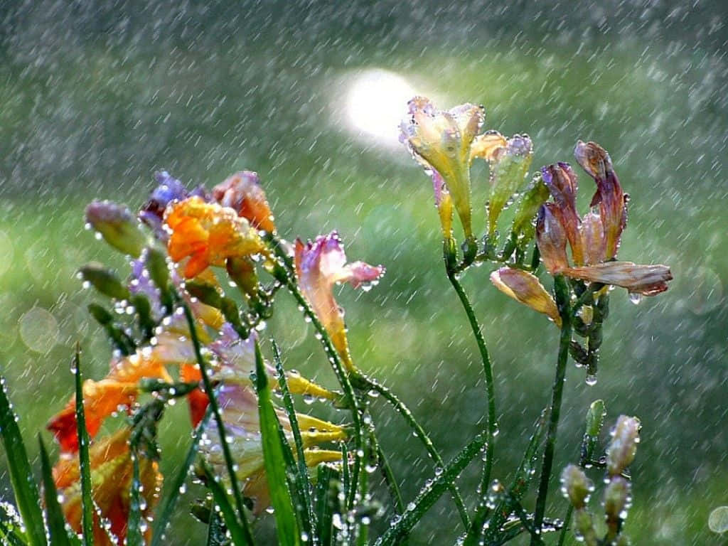 Spring Showers 桌布 壁紙 — 鮮豔的橙色和紫色花朵在雨滴中閃閃發光，陽光穿過落下的雨水，映襯著模糊的綠色背景。