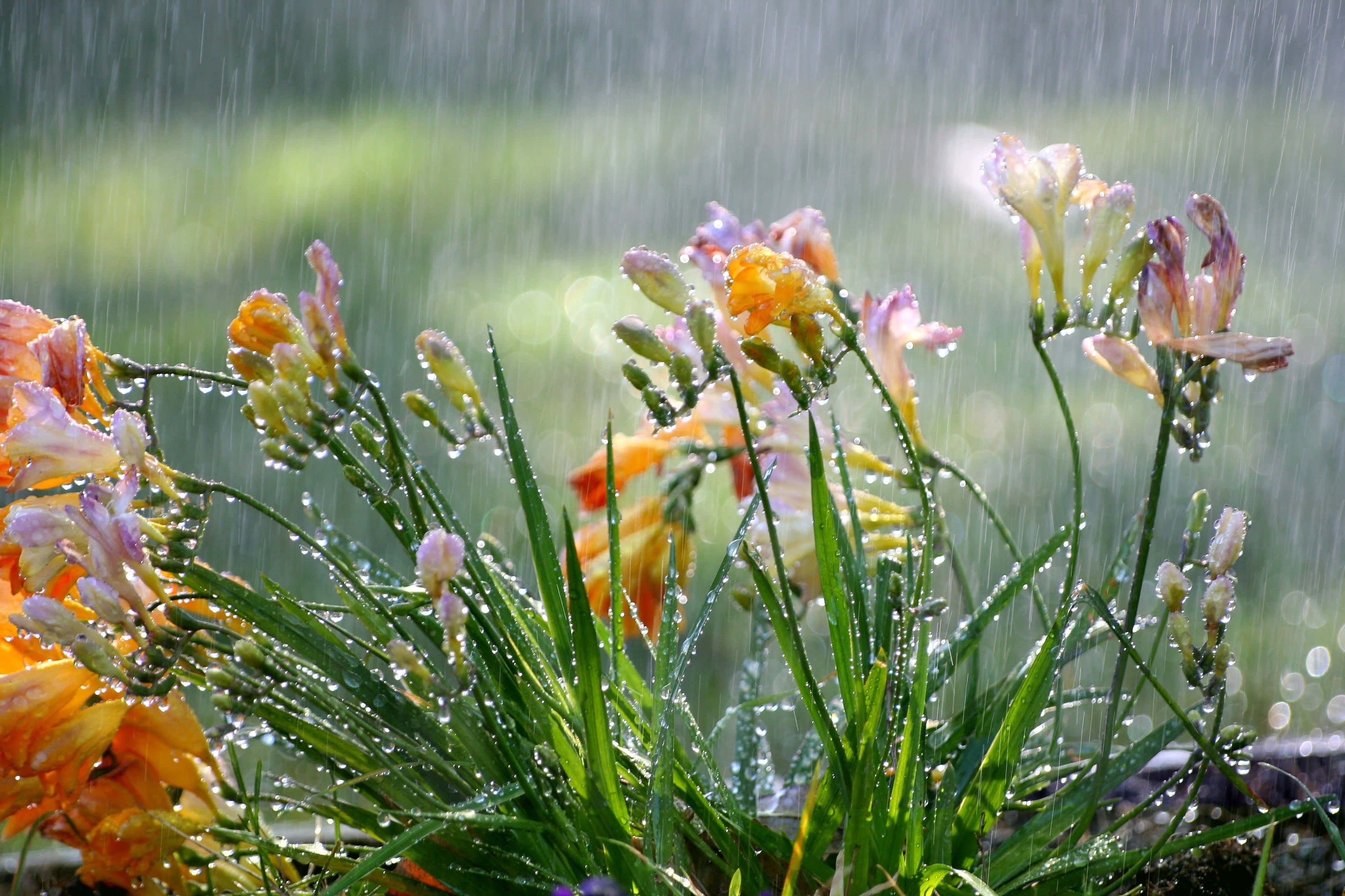 Spring Weather 桌布 壁紙 — 鮮豔的橙色和紫色花朵在雨滴中閃閃發光，陽光穿過落下的雨水，灑在茂盛的花園中。