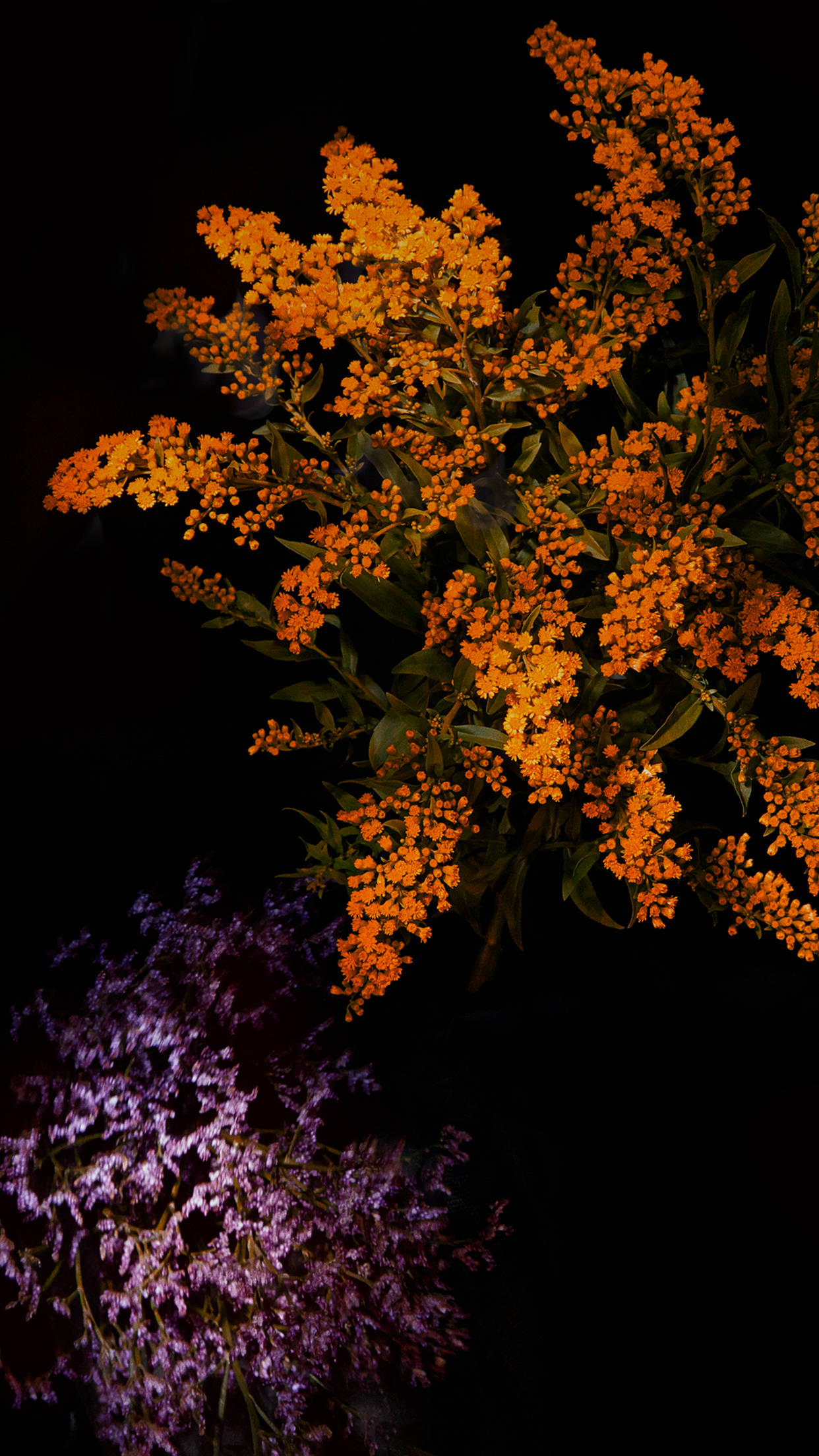Orange Flower 桌布 壁紙 — 鮮豔的橙色和紫色花簇在深黑色背景下，以戲劇性的低光構圖發光。