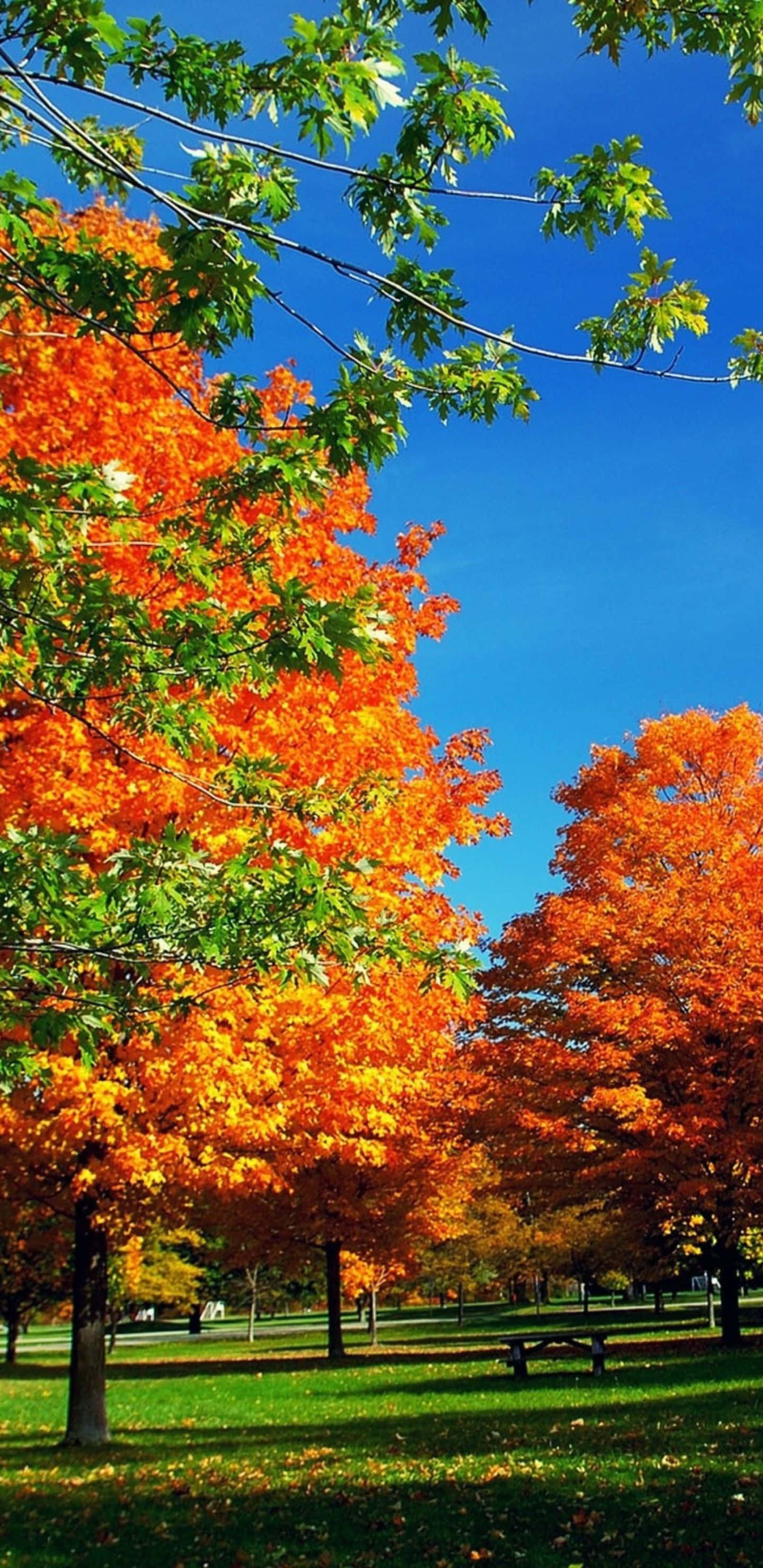 Pixel 3xl Autumn 桌布 壁紙 — 鮮豔的橙色和綠色楓樹在陽光明媚的公園中高聳，藍天白雲下，草地上散落著落葉。