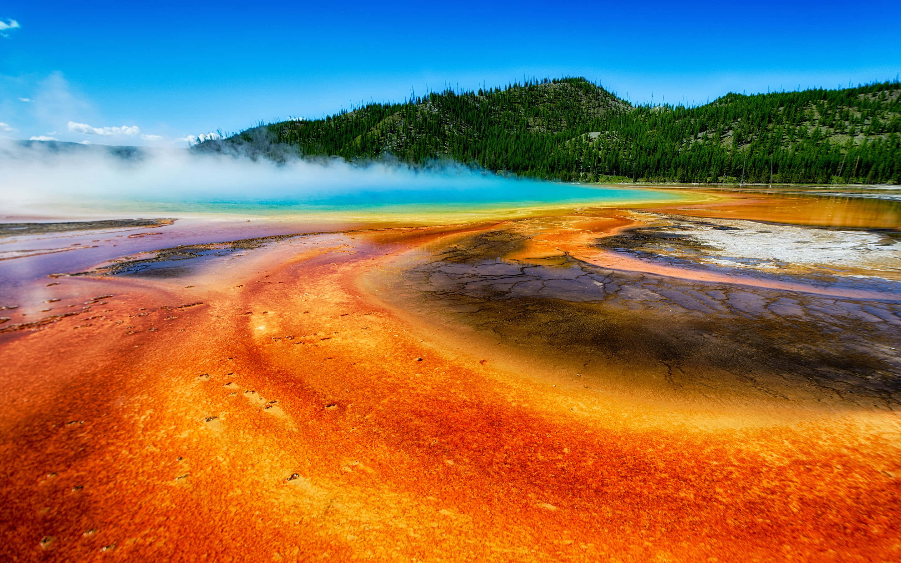 Yellowstone Geysers 桌布 壁紙 — 鮮豔的橙色和藍綠色溫泉在晴朗的藍天下冒著蒸氣，背景是森林覆蓋的山丘。
