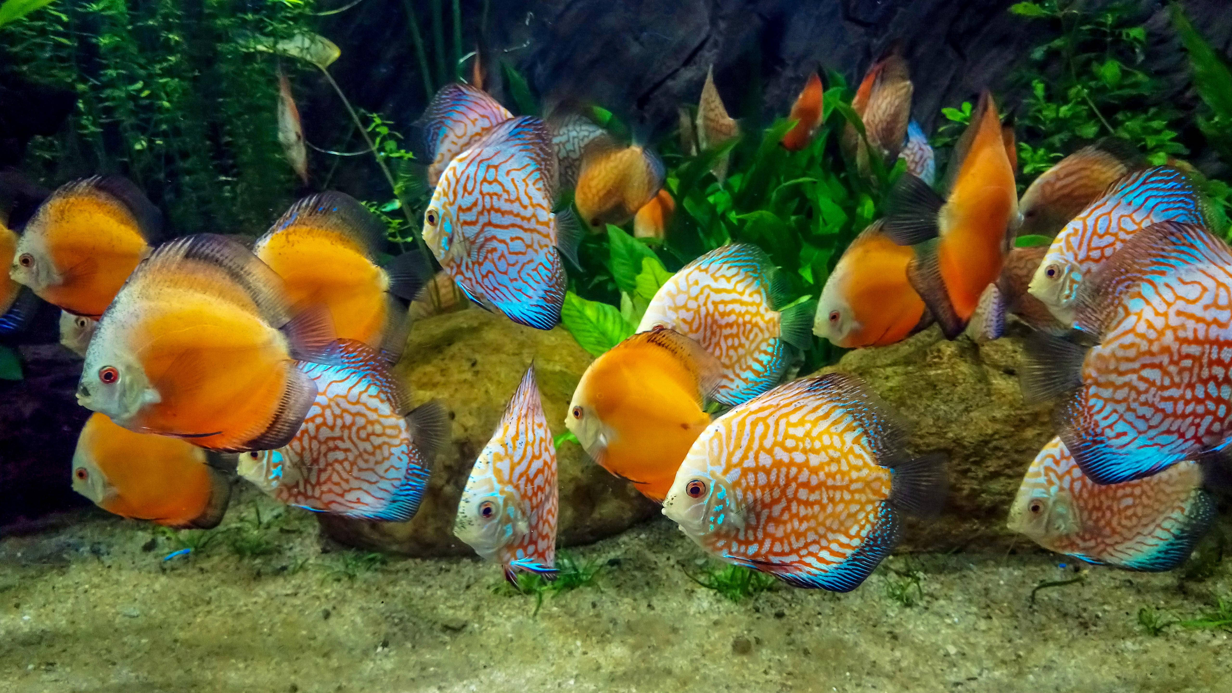 Aquarium 桌布 壁紙 — 鮮豔的橙色和藍色神仙魚在光線充足的水族箱中，在茂密的綠色植物和岩石間優雅地游動。