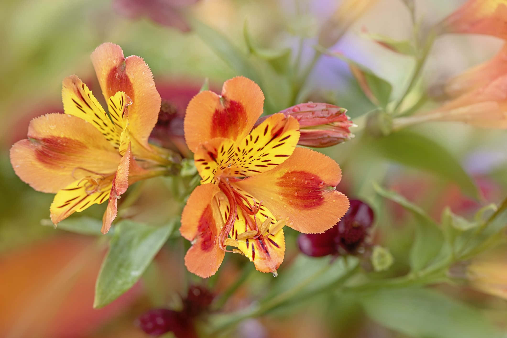 Beautiful Flower 桌布 壁紙 — 鮮豔的橙色和黃色六出花帶有紅色斑點，在陽光普照的花園中，襯著柔軟的綠色葉片盛開。