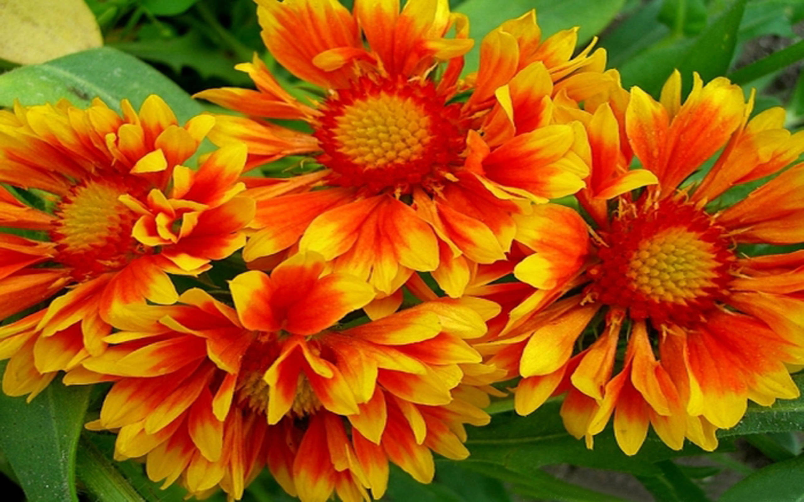 Orange And Yellow 桌布 壁紙 — 鮮豔的橙色和黃色地毯花在茂密的綠葉背景下密集盛開。