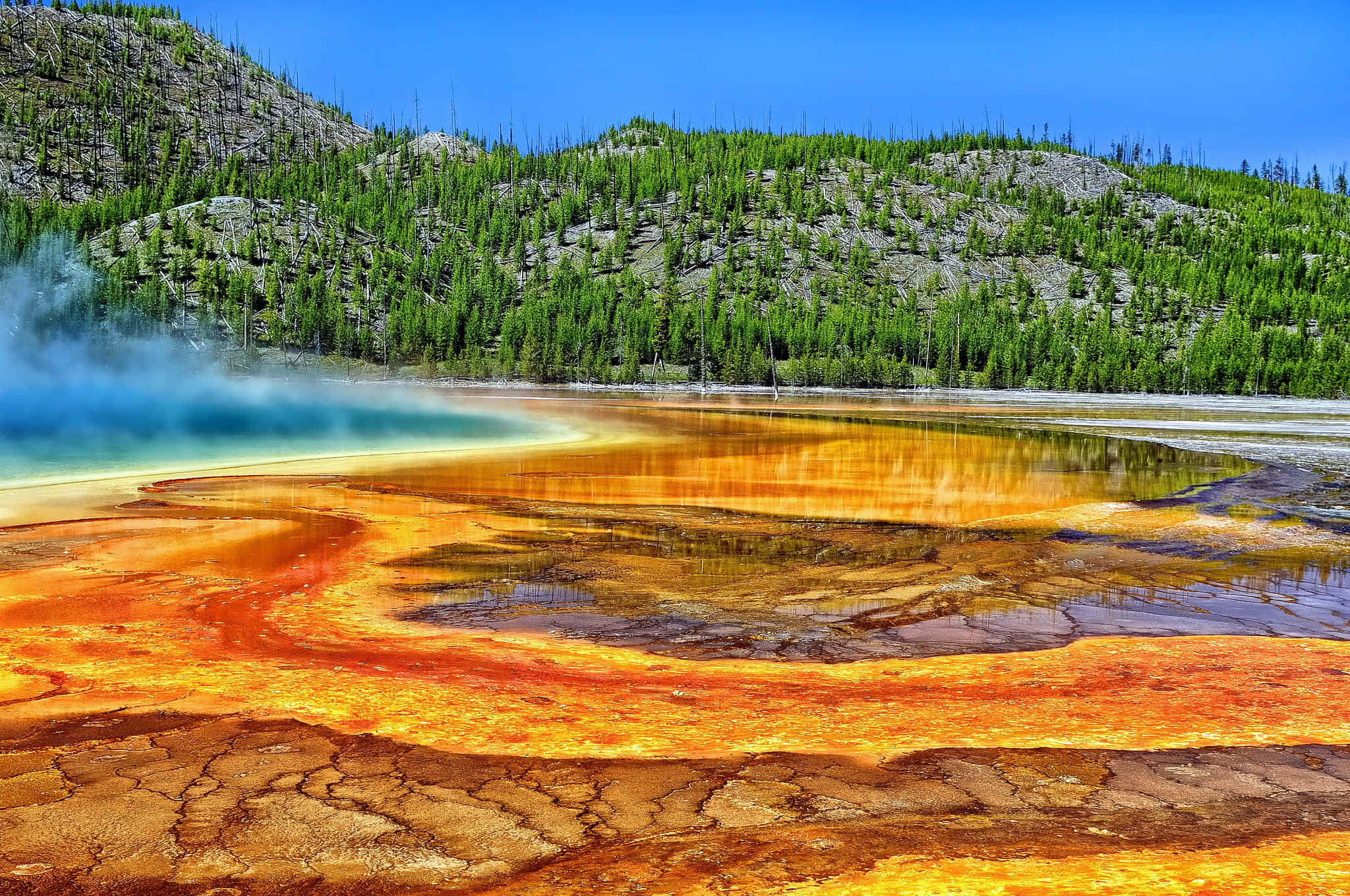 Yellowstone 桌布 壁紙 — 鮮豔的橙色和黃色微生物墊在蒸騰的地熱池中泛起漣漪，周圍是茂密的綠色森林和岩石丘陵，上方是清澈的藍天。