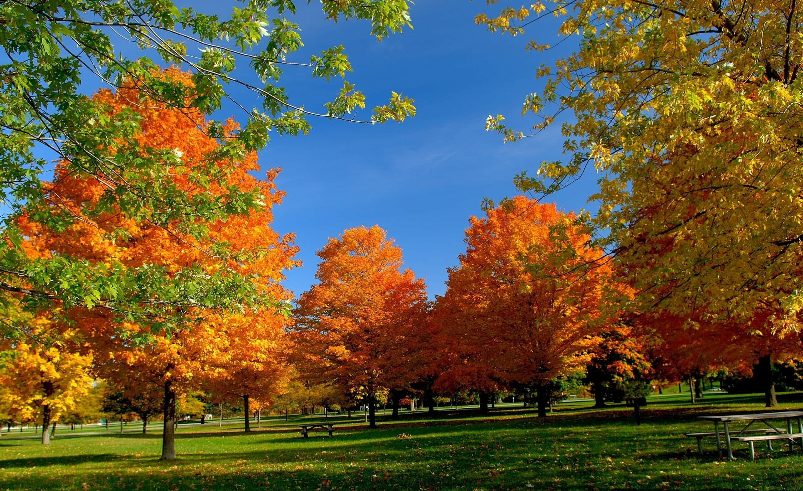 Colorful Trees 桌布 壁紙 — 鮮豔的橙色和黃色楓樹在陽光明媚的公園中高聳，藍天白雲下，綠草地上散落著野餐桌。