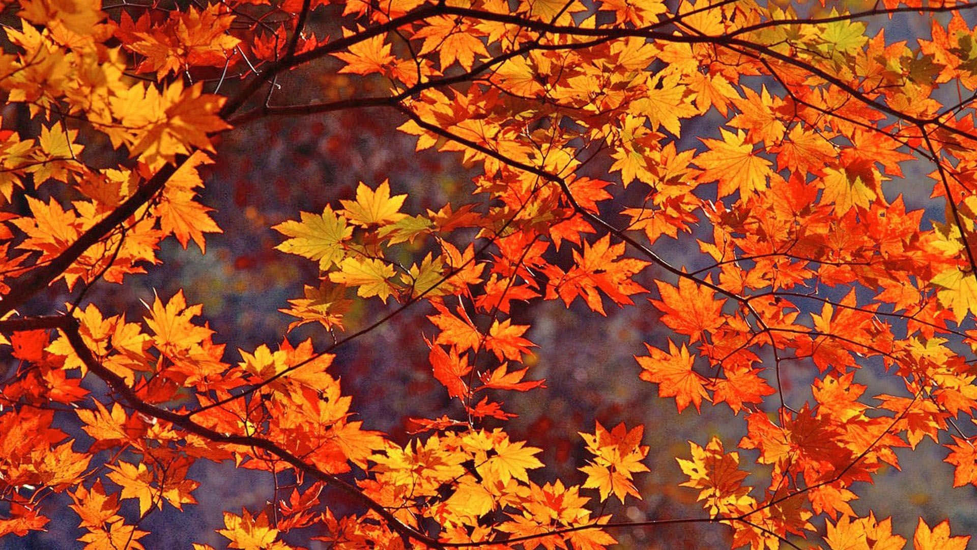Fall Leaves 桌布 壁紙 — 鮮豔的橙色和黃色楓葉在柔和模糊的藍天襯托下，在令人驚嘆的秋季特寫中閃耀。