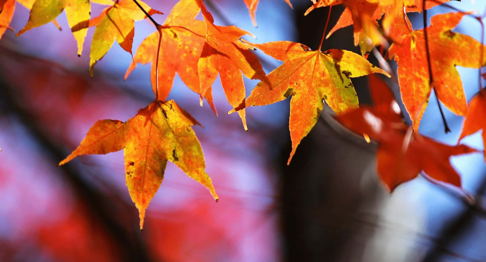 High Resolution Fall 桌布 壁紙 — 鮮豔的橙色和黃色楓葉在模糊的藍色和紅色秋季背景中閃耀。