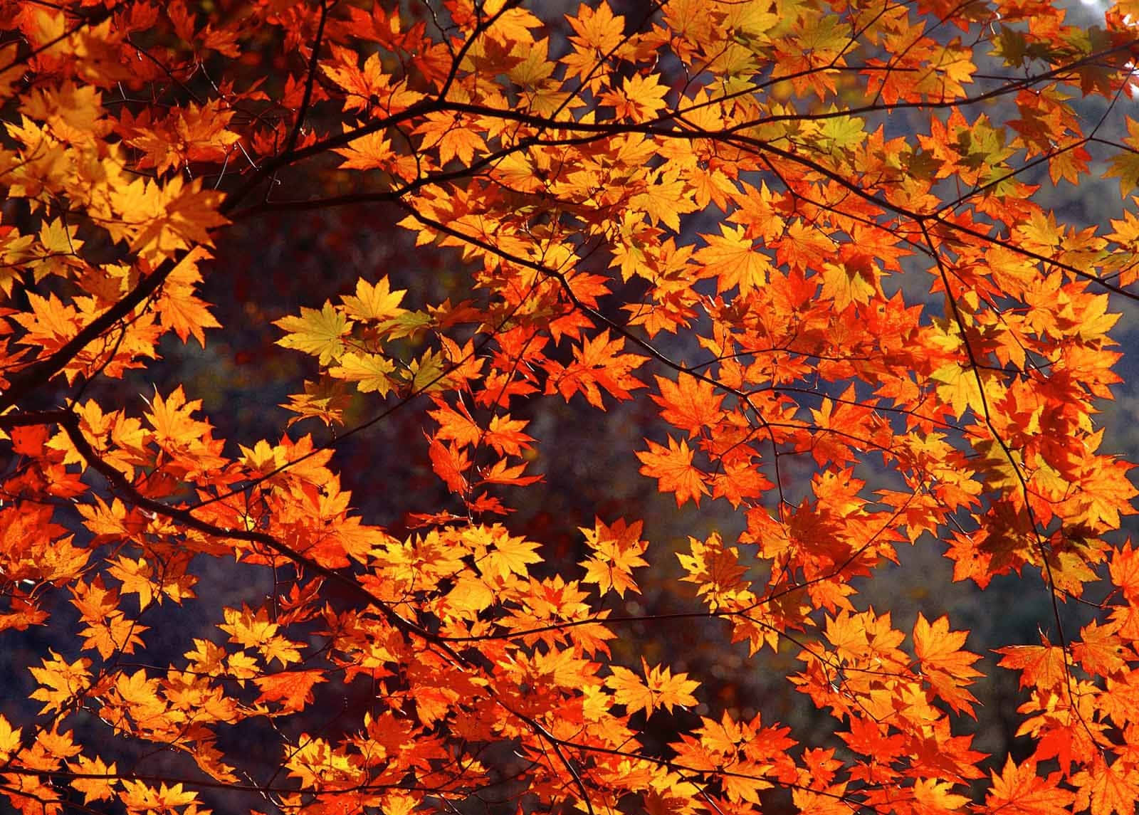 Autumn Leaves 桌布 壁紙 — 鮮豔的橙色和黃色楓葉在深藍色天空的襯托下，在特寫的秋季場景中閃耀。
