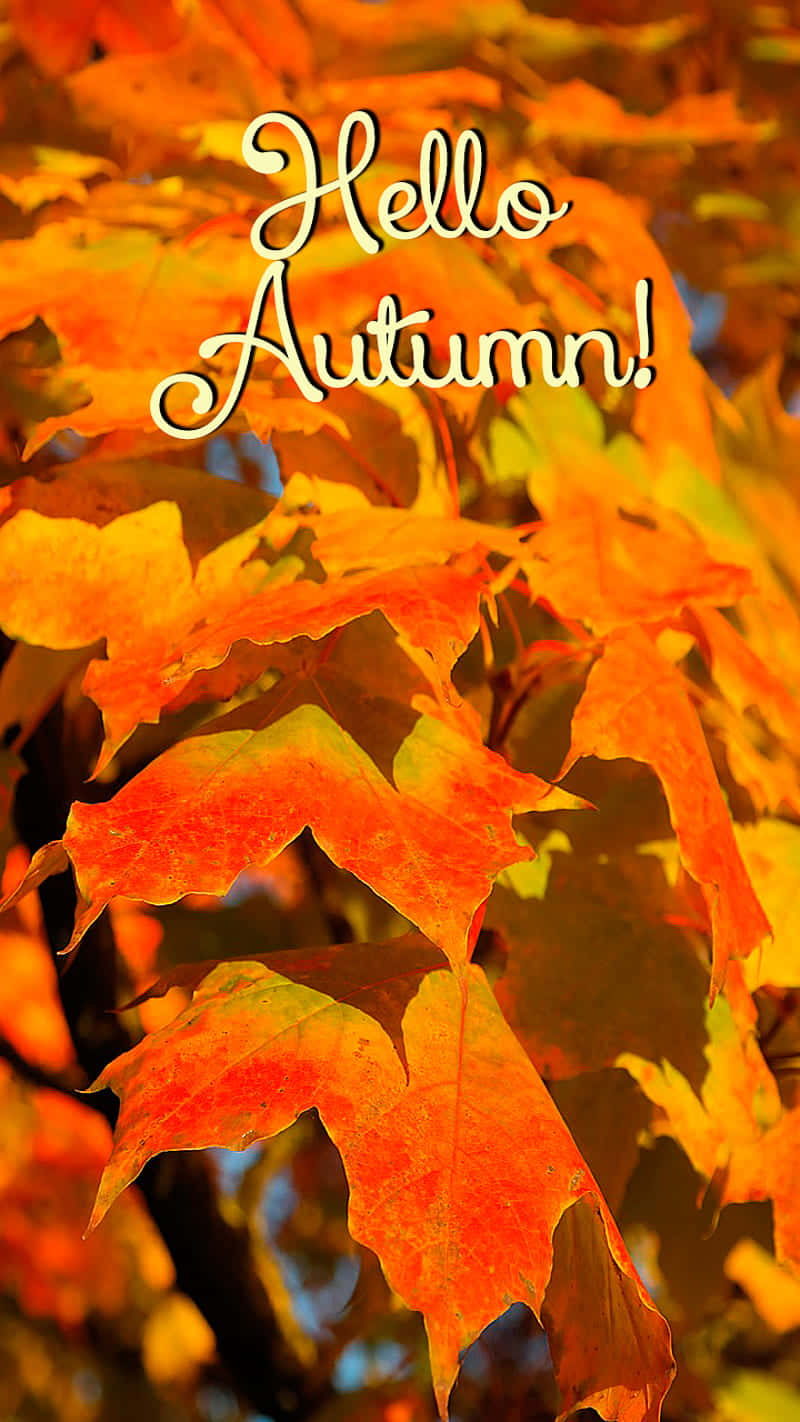 Hello Fall 桌布 壁紙 — 鮮豔的橙色和黃色楓葉在藍天下溫暖地發光，並以優雅的白色草書寫著「Hello Autumn!」。