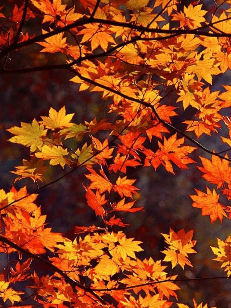 Fall iPad 桌布 壁紙 — 鮮豔的橙色和黃色楓葉在黑暗模糊的背景中閃耀，複雜的樹枝框住了場景。