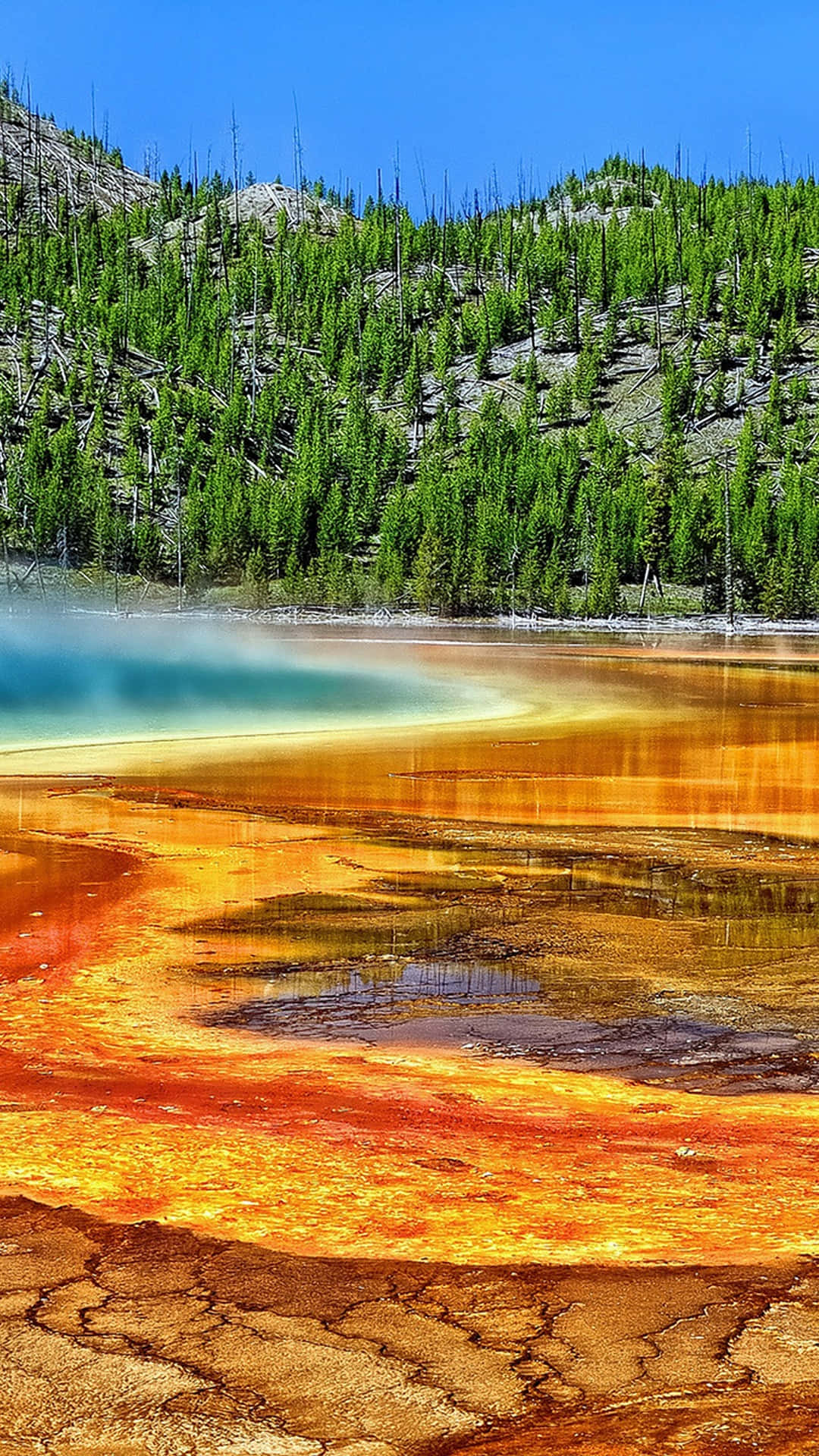 Yellowstone 桌布 壁紙 — 鮮豔的橙色和黃色礦物池在晴朗的藍天下，旁邊是樹木繁茂的山坡，冒著蒸氣。