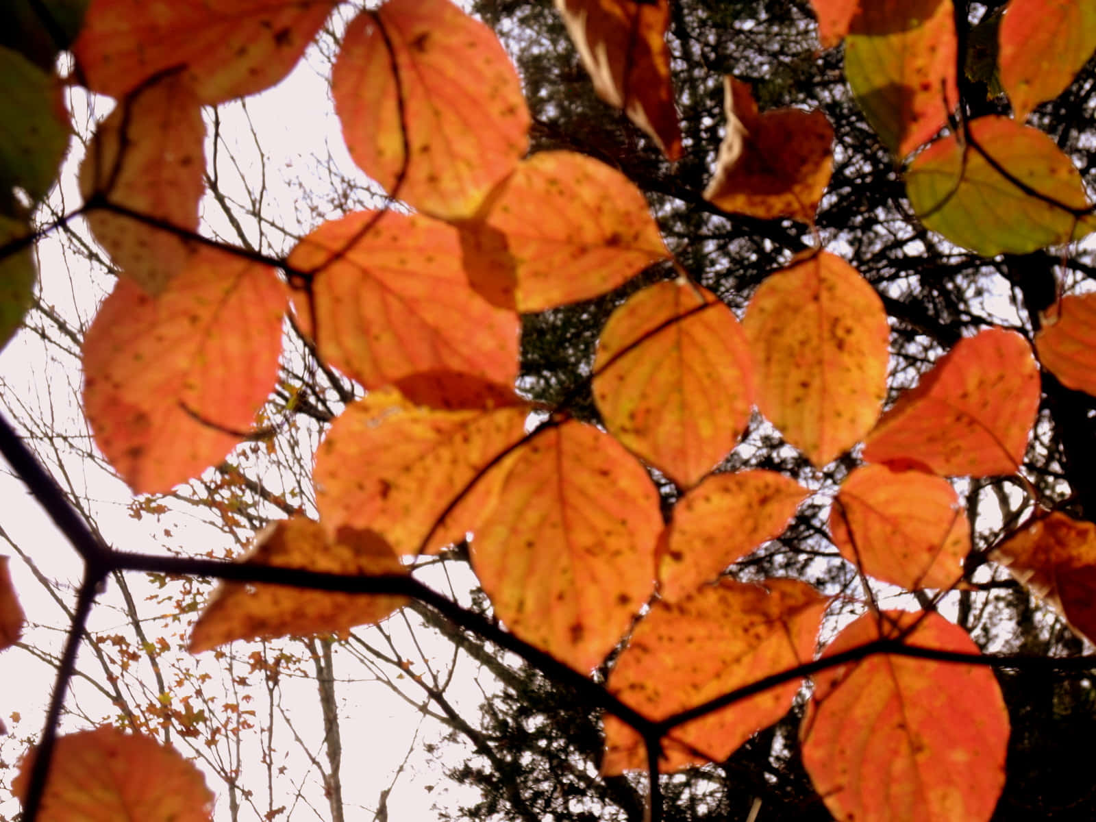 Brown Autumn 桌布 壁紙 — 鮮豔的橙色和黃色秋葉在柔和天空的映襯下閃耀，由深色樹枝框住的近距離自然拍攝。