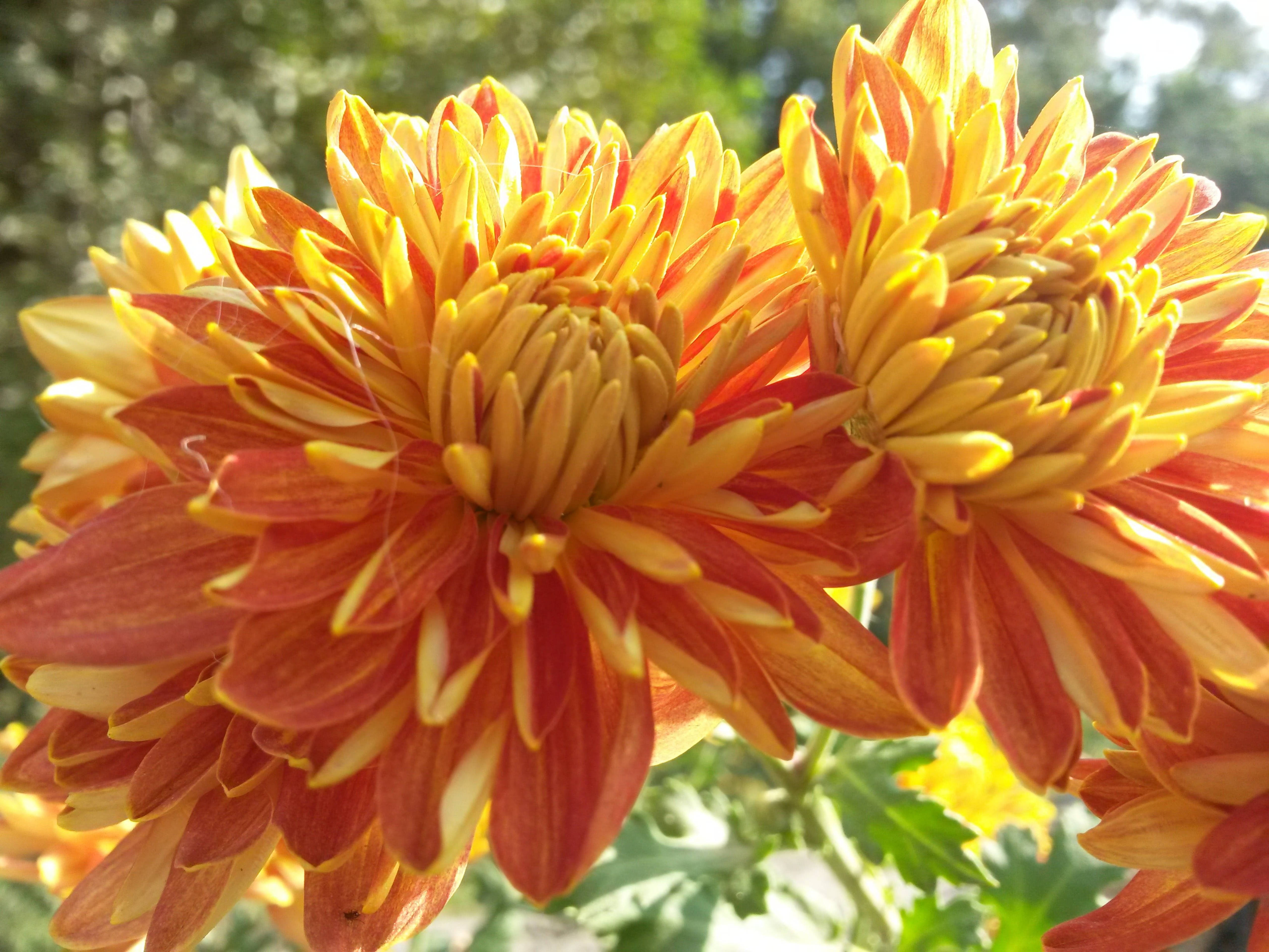 Chrysanthemum 桌布 壁紙 — 鮮豔的橙色和黃色菊花在柔和陽光下盛開，背景中茂密的綠色葉片模糊。