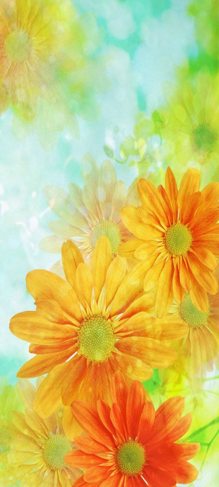 Flowers 桌布 壁紙 — 鮮豔的橙色和黃色雛菊在柔和的藍綠色和綠色水彩背景上綻放。