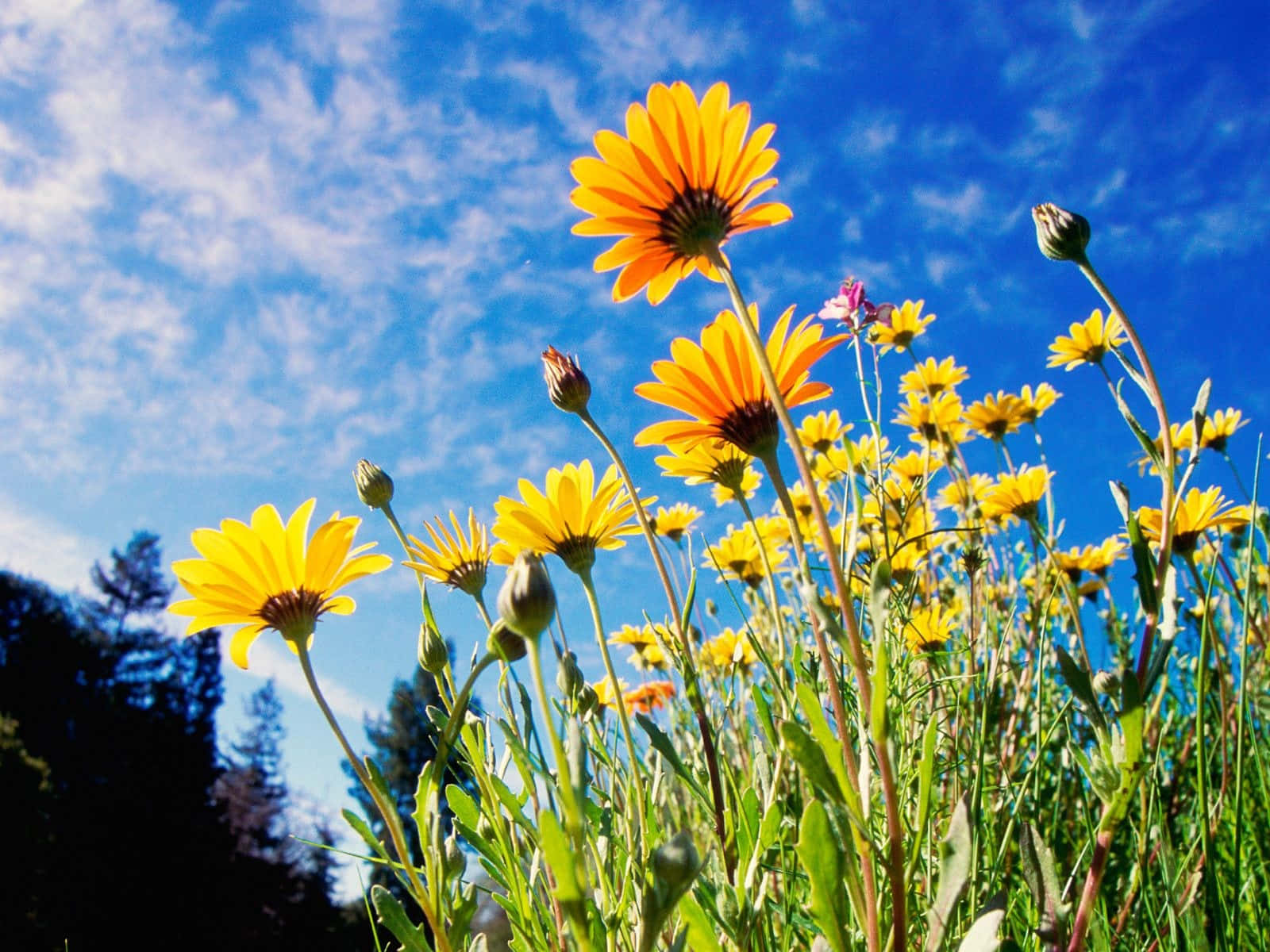 Daisy 桌布 壁紙 — 鮮豔的橙色和黃色雛菊在陽光明媚的草地上高高綻放，藍天白雲。