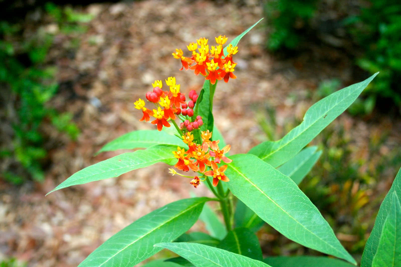 Milkweed 桌布 壁紙 — 鮮豔的橙色和黃色馬利筋花在森林地面的茂密綠葉間盛開。
