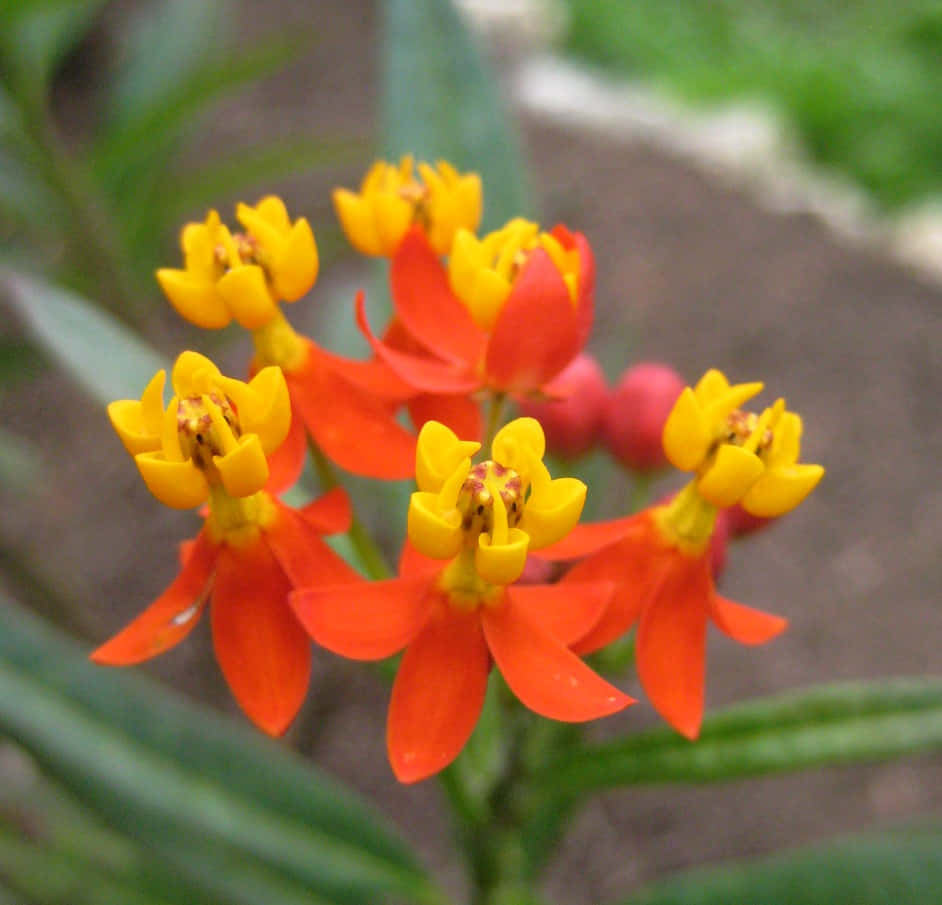 Butterfly Weed 桌布 壁紙 — 鮮豔的橙色和黃色馬利筋花朵在柔和的綠色和棕色模糊背景下清晰對焦盛開。