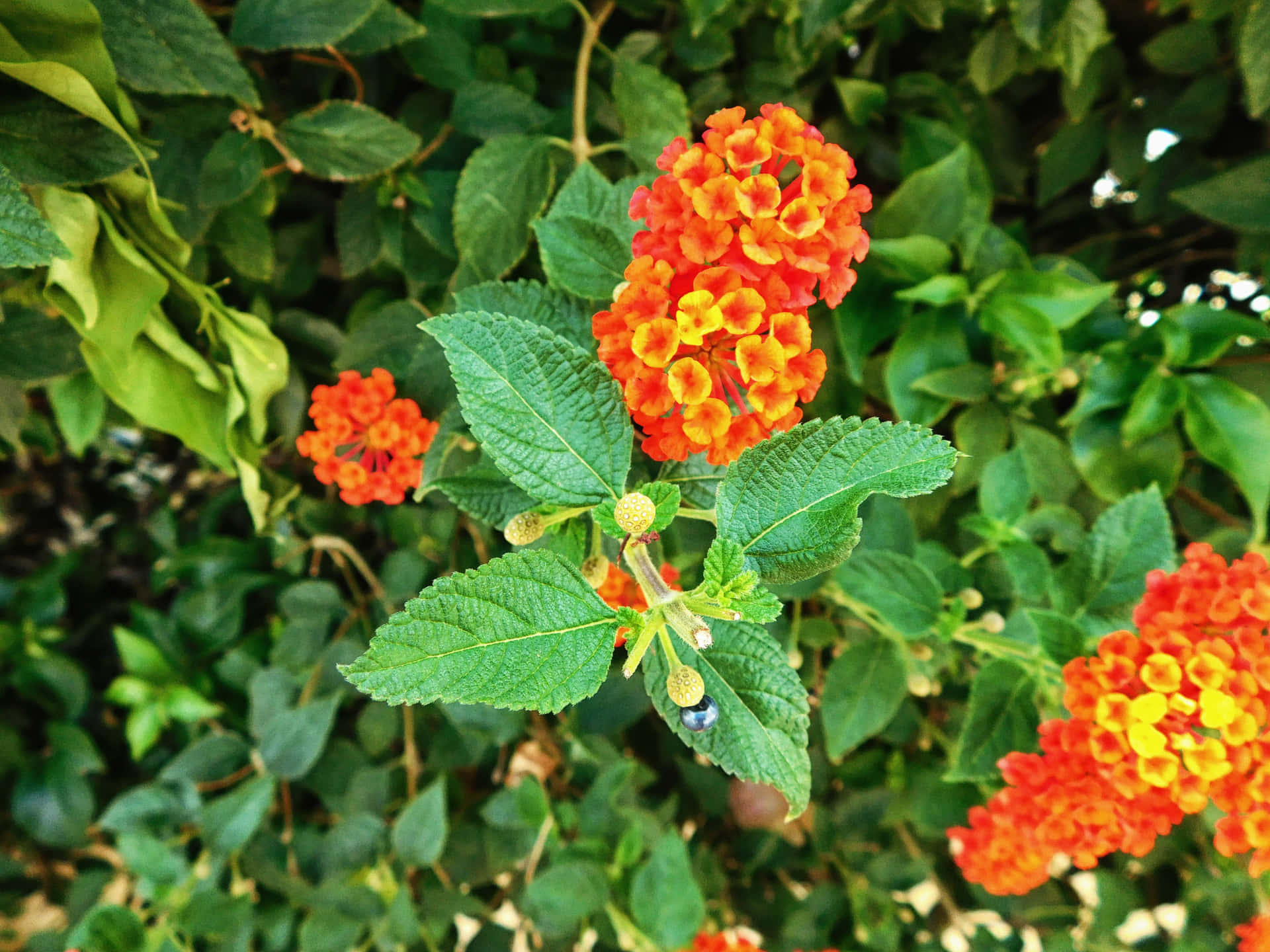 Flowers 壁紙 — 鮮豔的橙色和黃色馬纓丹花在明亮的陽光下，在茂密的綠葉間密集盛開。