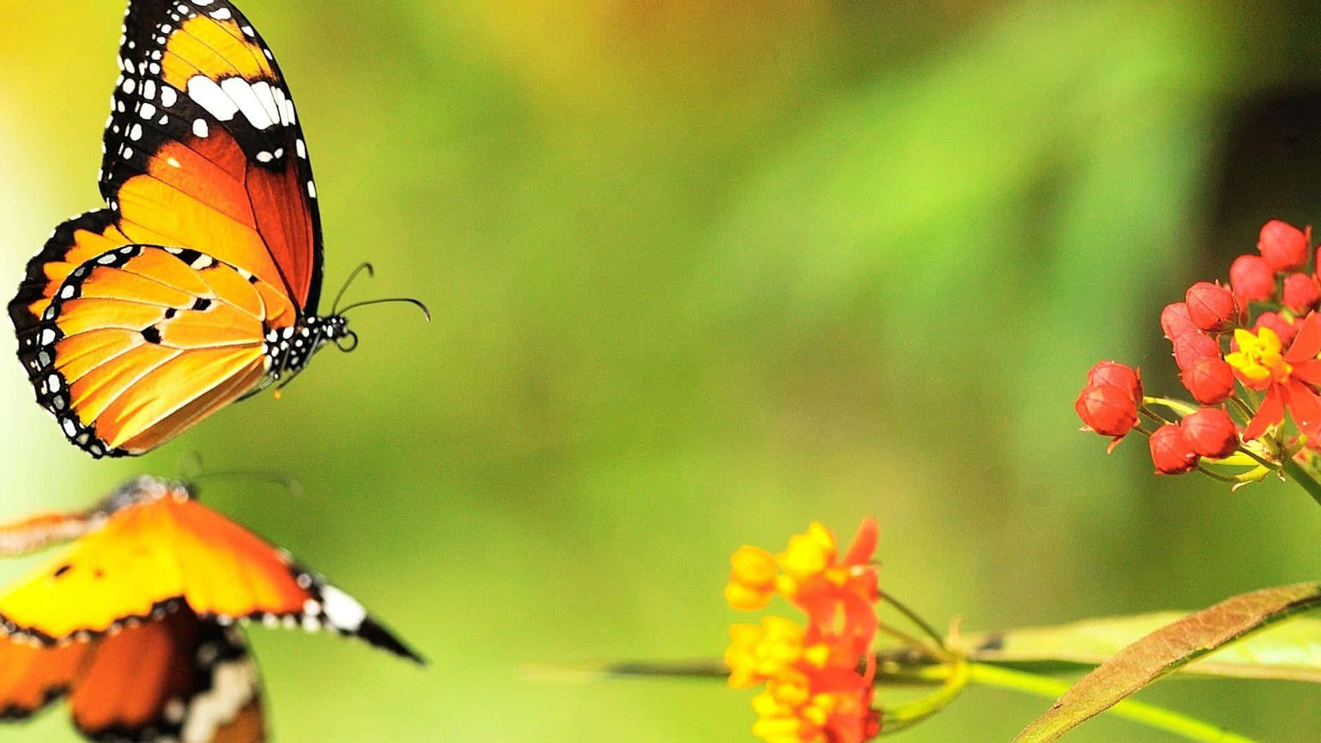 Butterfly Desktop 桌布 壁紙 — 鮮豔的橙色和黑色帝王蝶在明亮的紅色和黃色花朵附近盤旋，背景是柔和的綠色模糊背景。