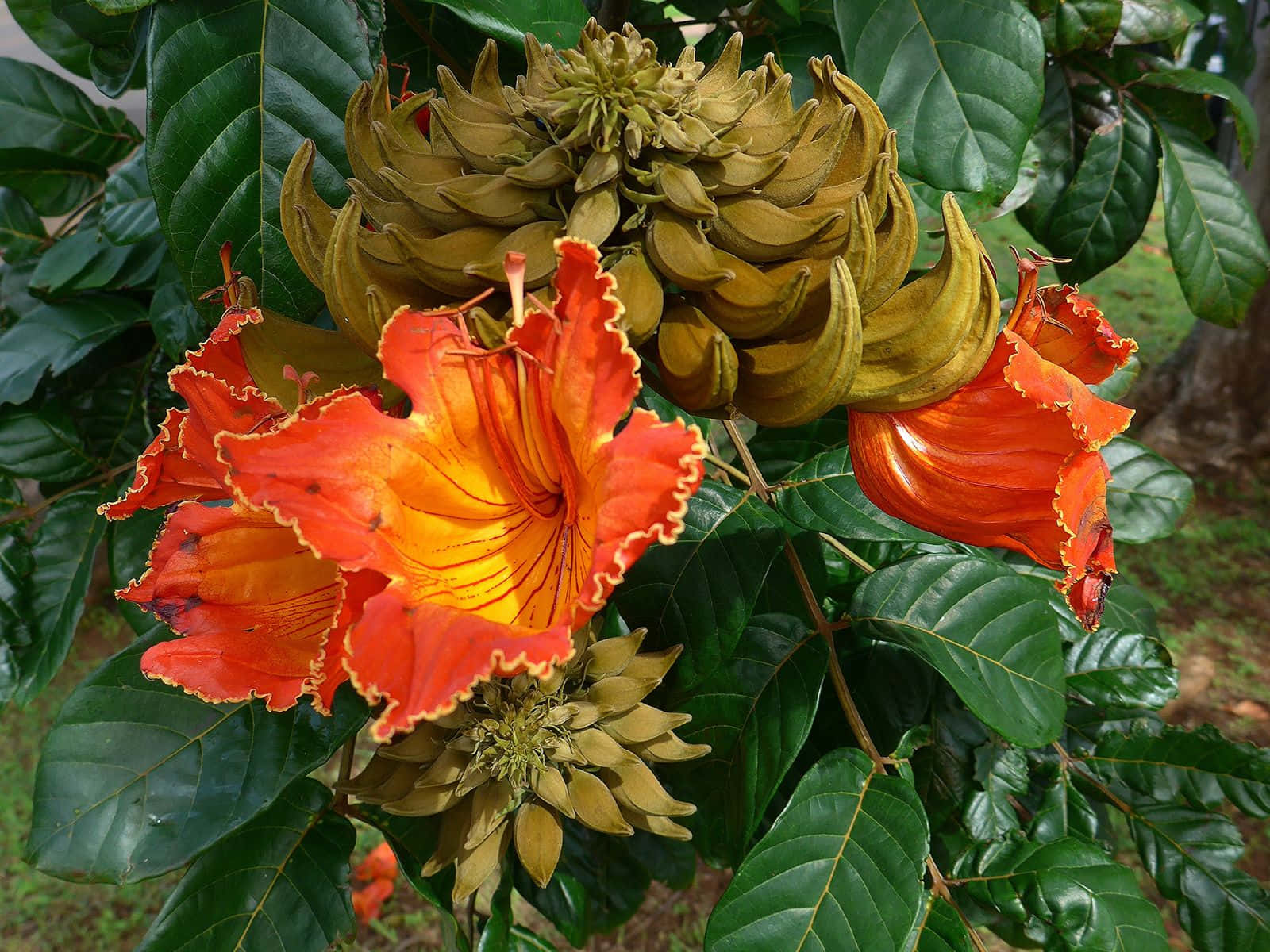 Tulip Tree 桌布 壁紙 — 鮮豔的橙色喇叭形花朵，帶有黃色花心，在樹枝上茂密的綠葉間盛開。