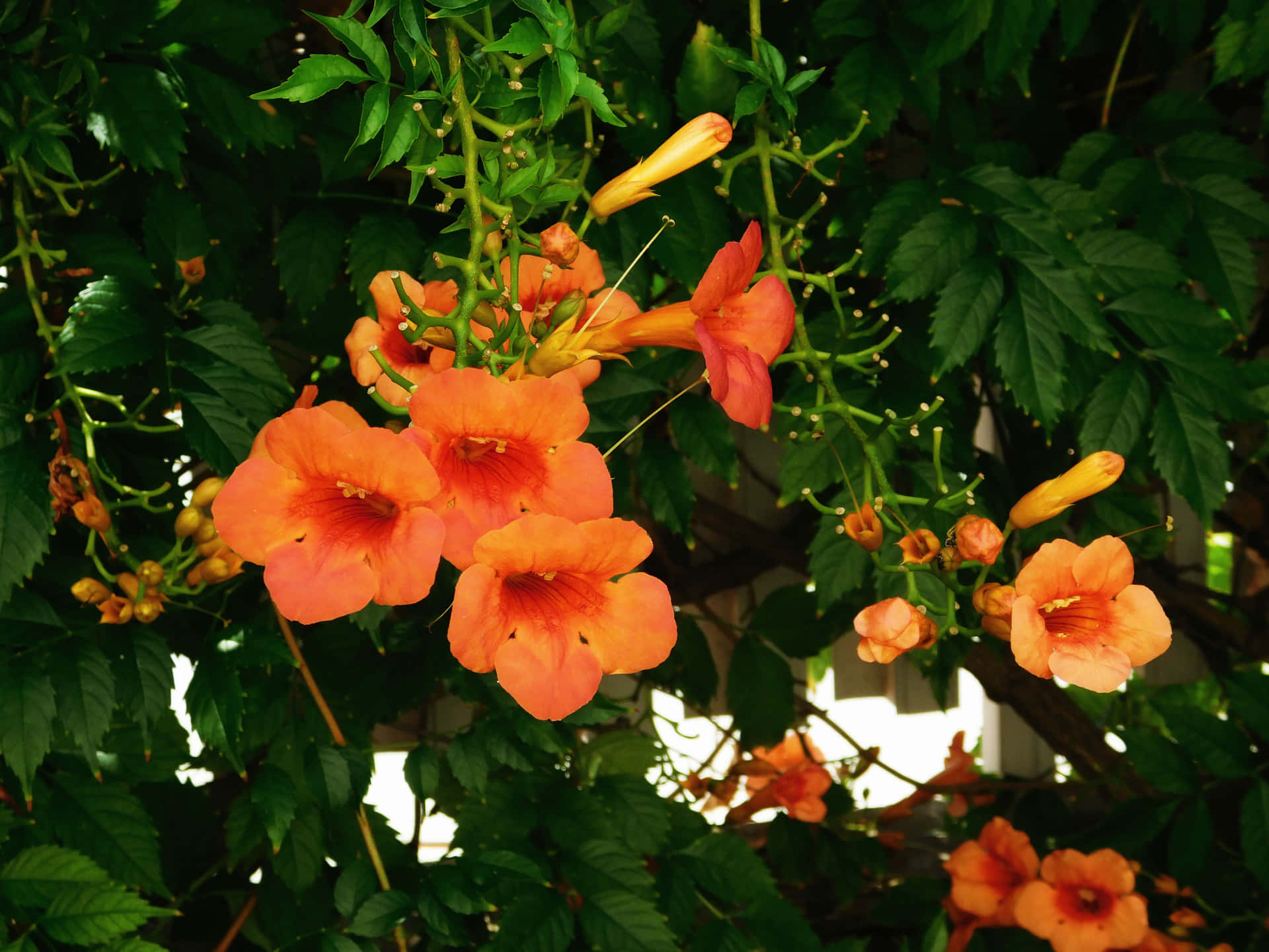 Flowers outdoors in the garden 壁紙 — 鮮豔的橙色喇叭花在明亮的自然陽光下，在茂密的綠葉間盛開。