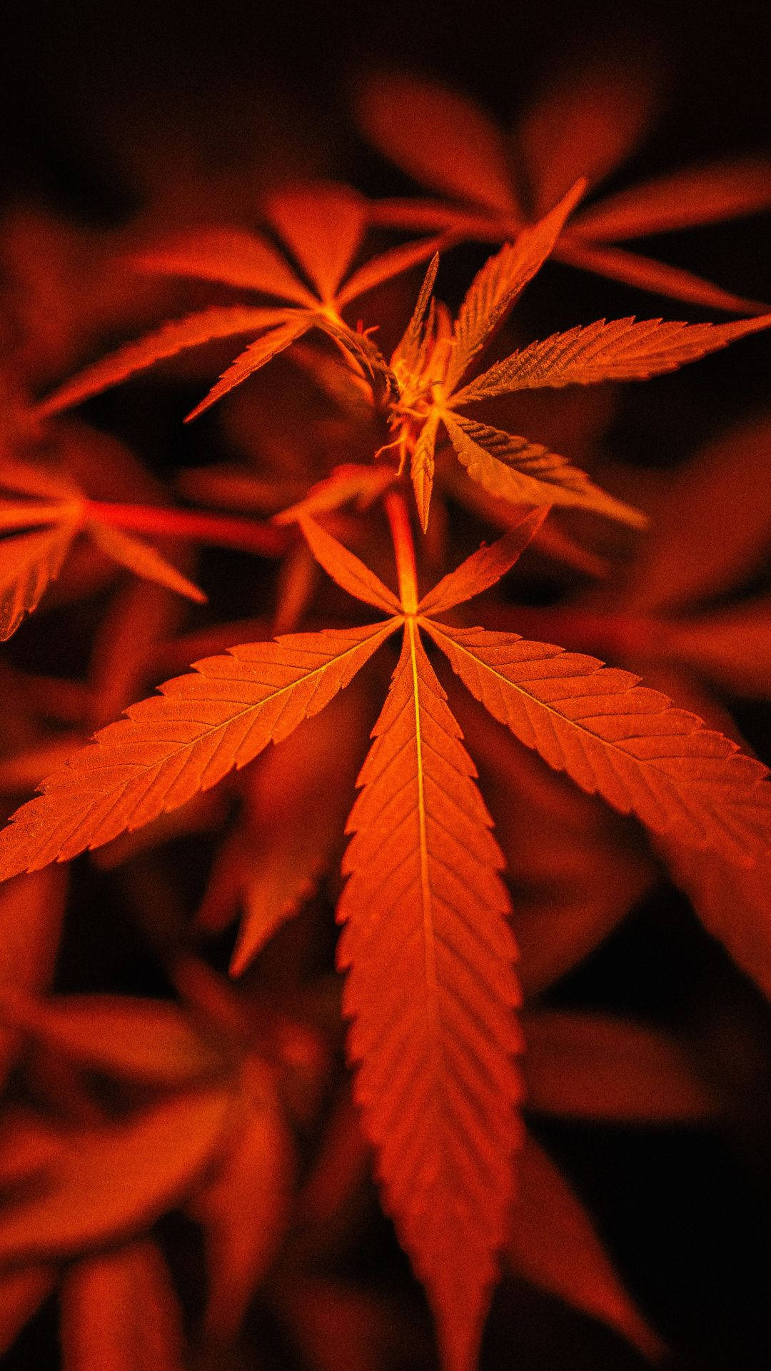 酷炫大麻 桌布 壁紙 — 鮮豔的橙色大麻葉在黑暗模糊的背景前特寫，溫暖地發光。