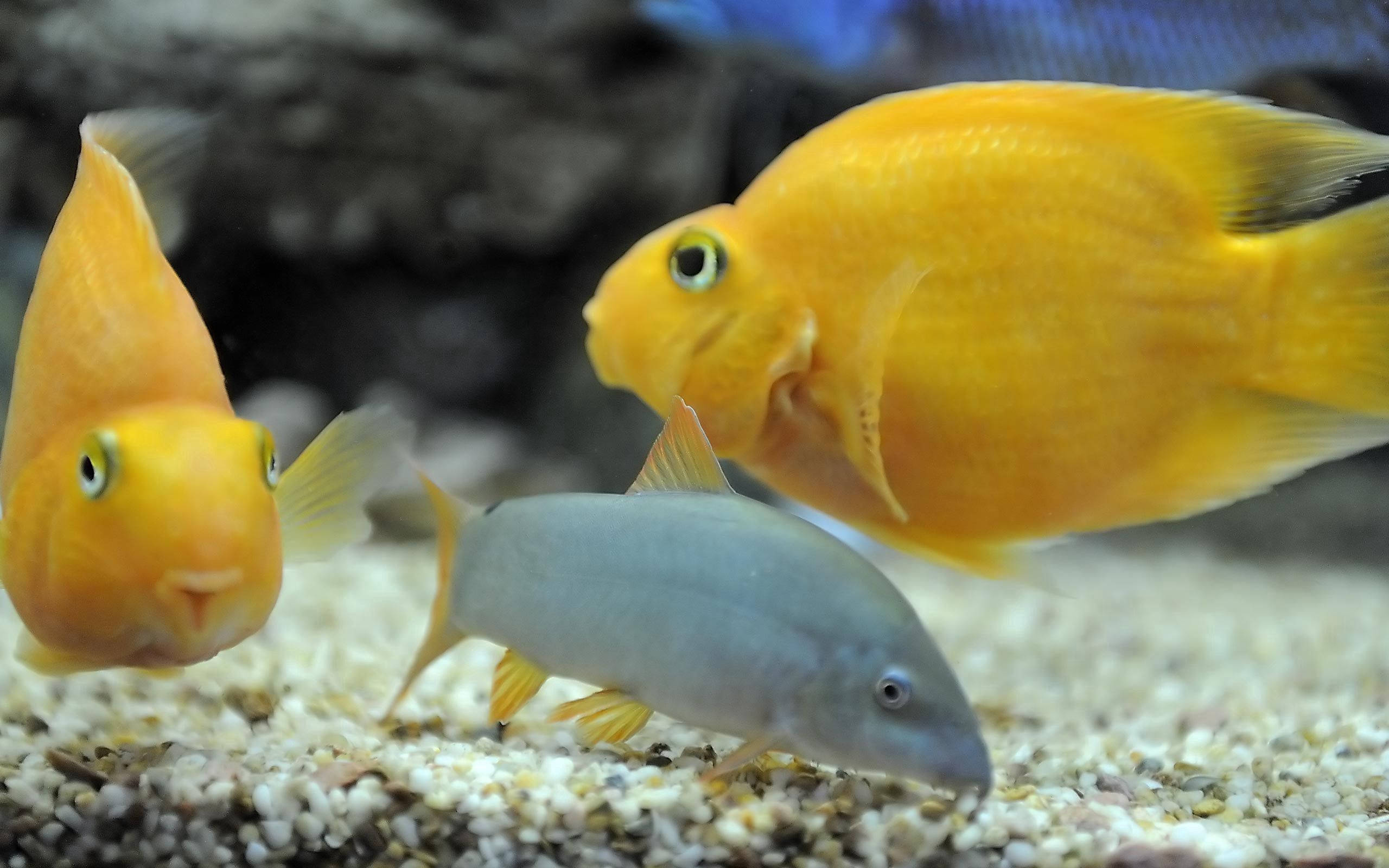 魚 桌布 壁紙 — 鮮豔的橙色慈鯛和一條灰色鯰魚在清澈的水族箱中優雅地游過礫石，背景是深色岩石。