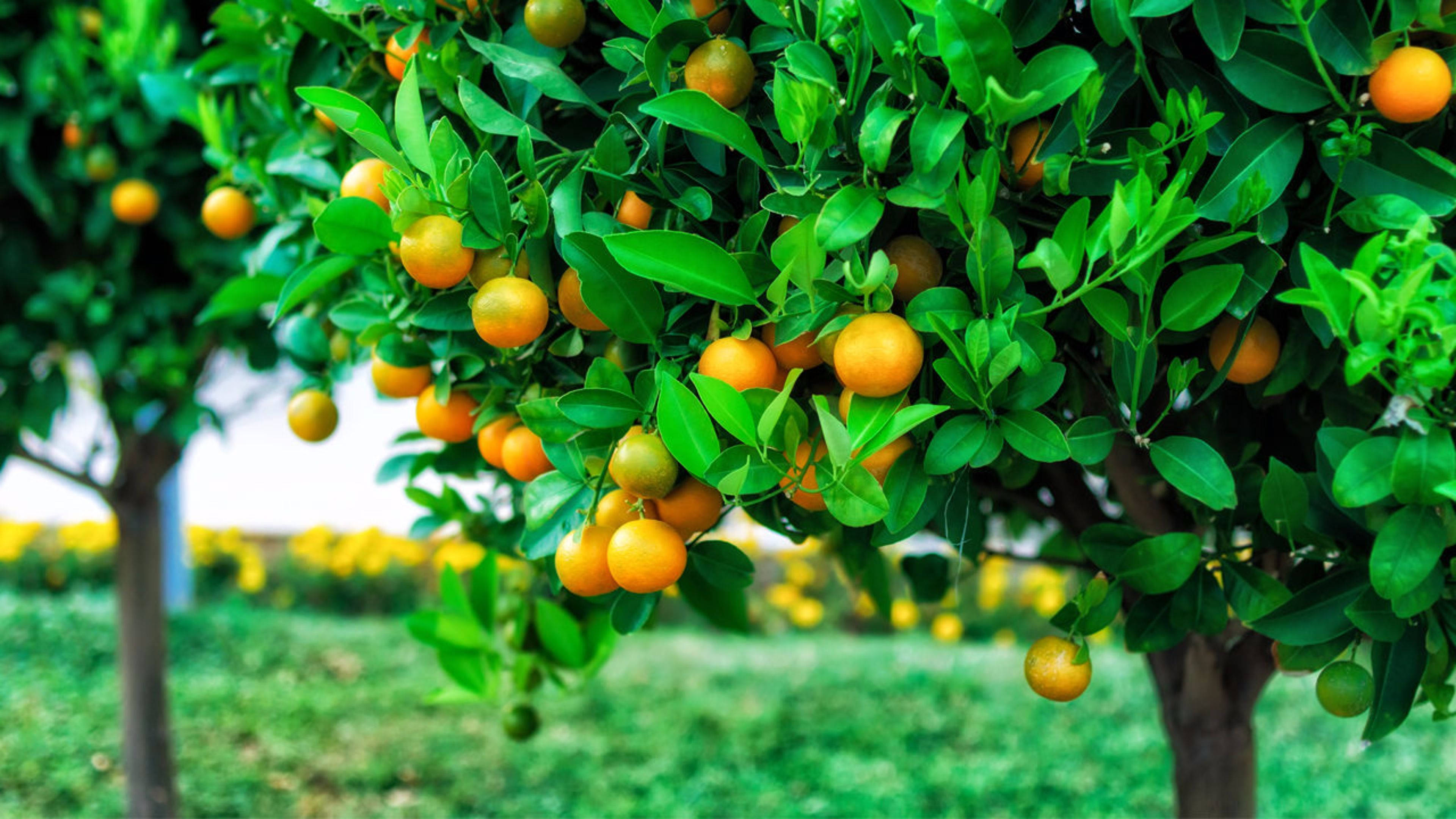 Fruit 桌布 壁紙 — 鮮豔的橙色果實密集地掛在陽光明媚的果園中，一棵沐浴在陽光下的柑橘樹上，綠葉茂盛。