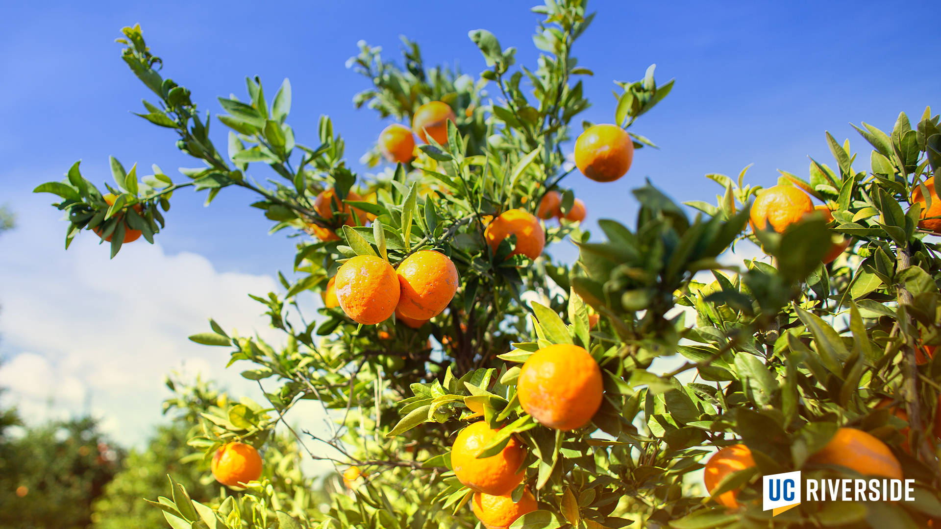 Fruit 桌布 壁紙 — 鮮豔的橙色果實成熟地掛在茂密的綠葉之間，背景是明亮的藍天和柔軟的白雲。