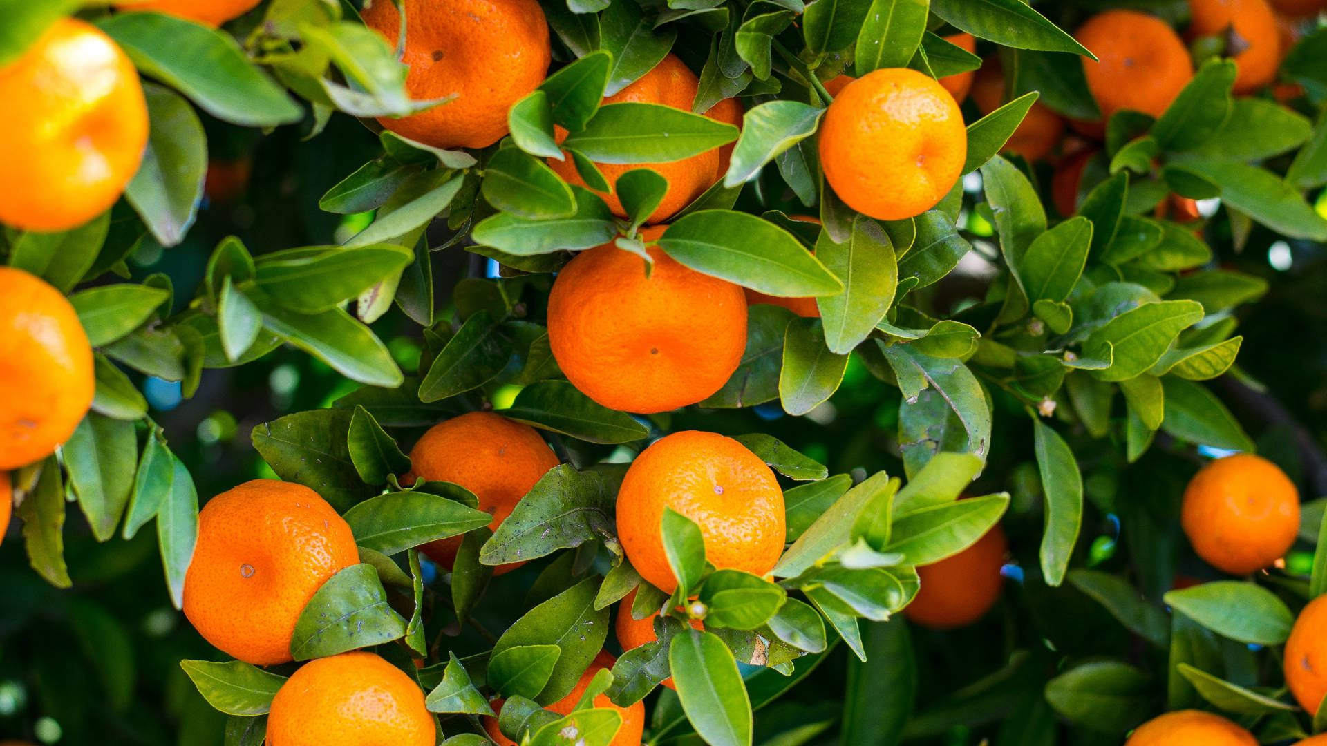 Fruits 桌布 壁紙 — 鮮豔的橙色柑橘類水果在明亮的陽光下密集地掛在光亮的綠葉之間。