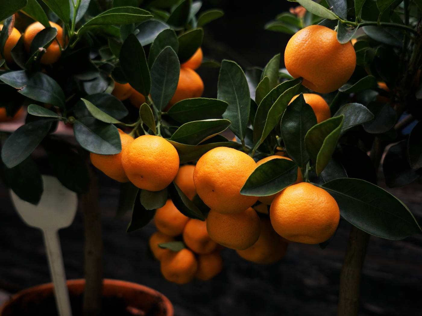 Fruit 桌布 壁紙 — 鮮豔的橙色柑橘類水果密集地簇擁在盆栽樹上光亮的綠葉之間，背景為深色。