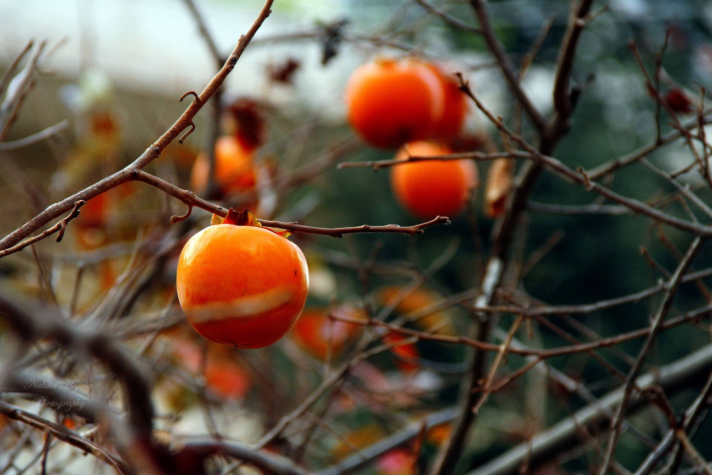 Fruit 桌布 壁紙 — 鮮豔的橙色柿子掛在光禿禿的冬季樹枝上，背景是柔和模糊的綠色。