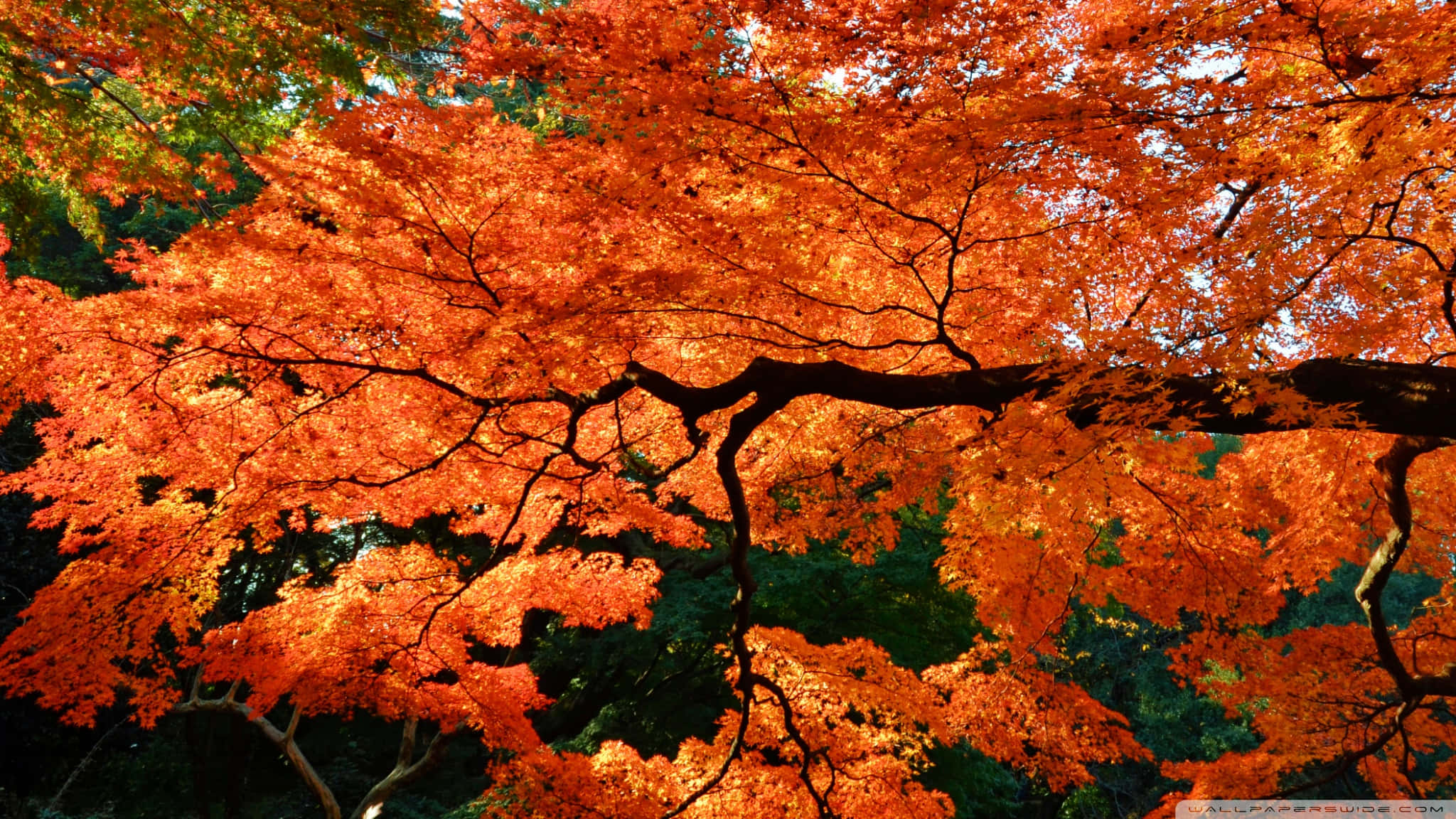 Cool Japanese Tree 桌布 壁紙 — 鮮豔的橙色楓葉在明亮的陽光下，在深色樹枝和綠色森林的映襯下閃耀。