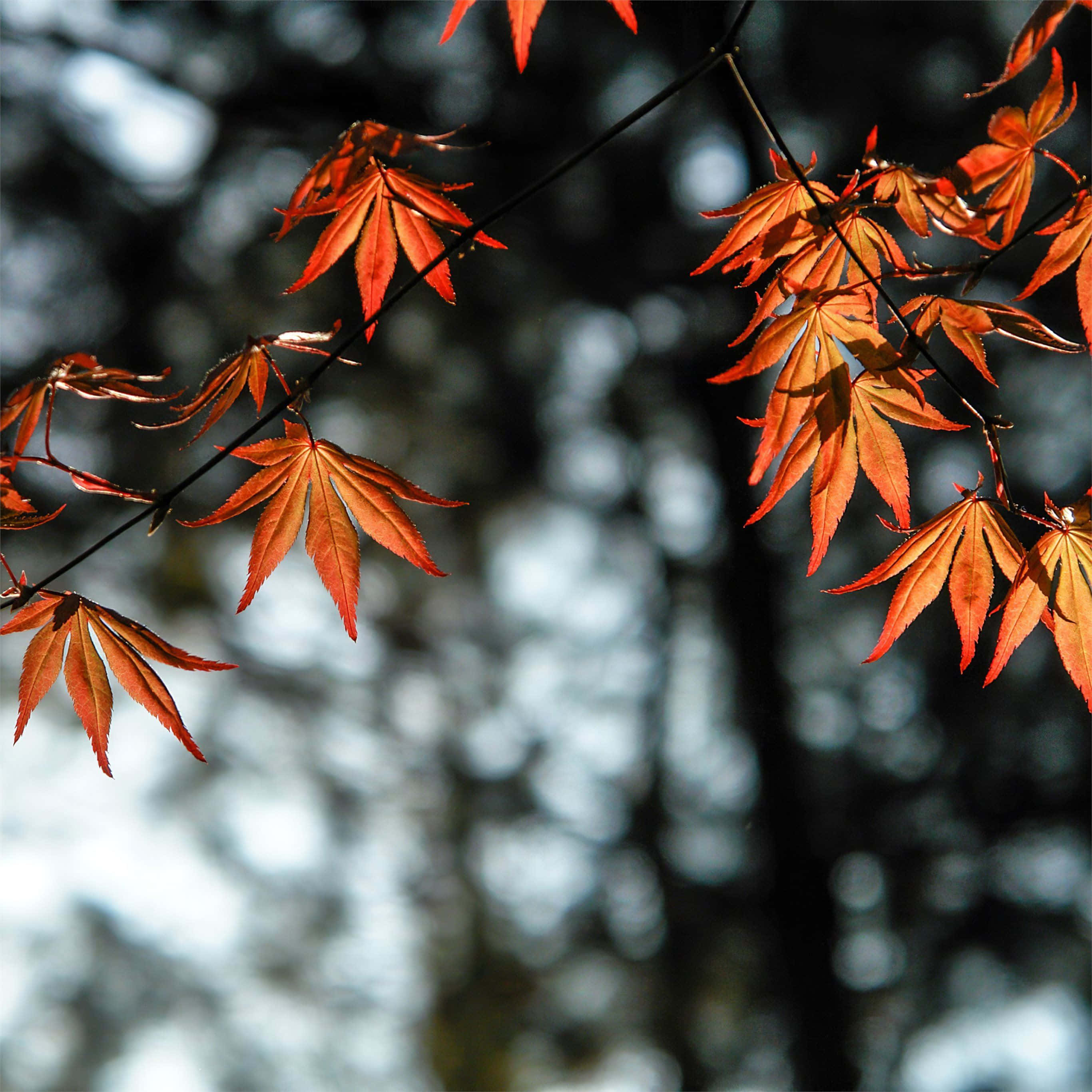Autumn Foliage 桌布 壁紙 — 鮮豔的橙色楓葉在柔和模糊的森林背景下，在清晰的秋光中閃耀。