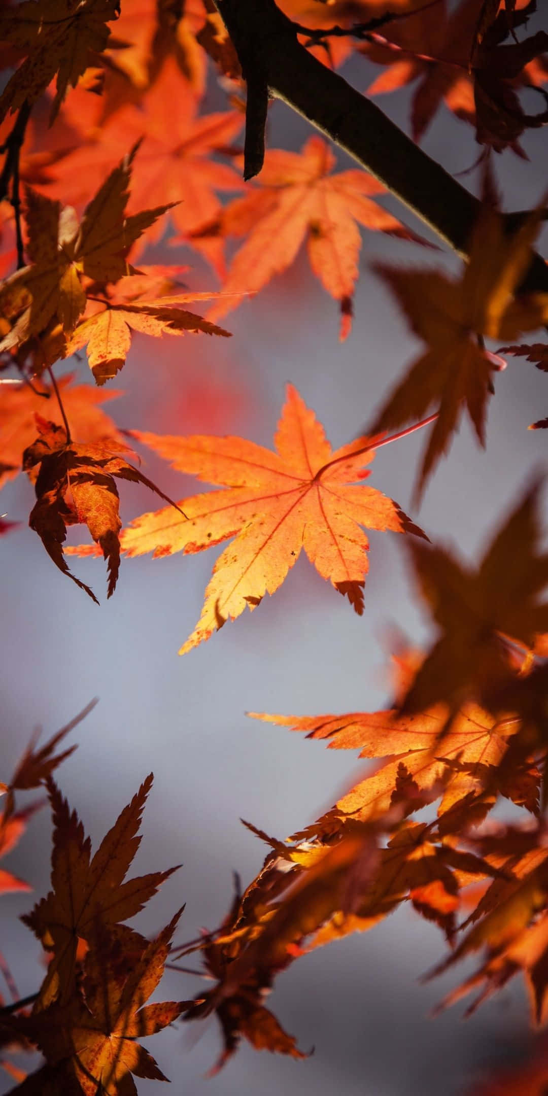 Android Autumn 桌布 壁紙 — 鮮豔的橙色楓葉在柔和的藍天背景下，在近距離的秋景中閃耀。