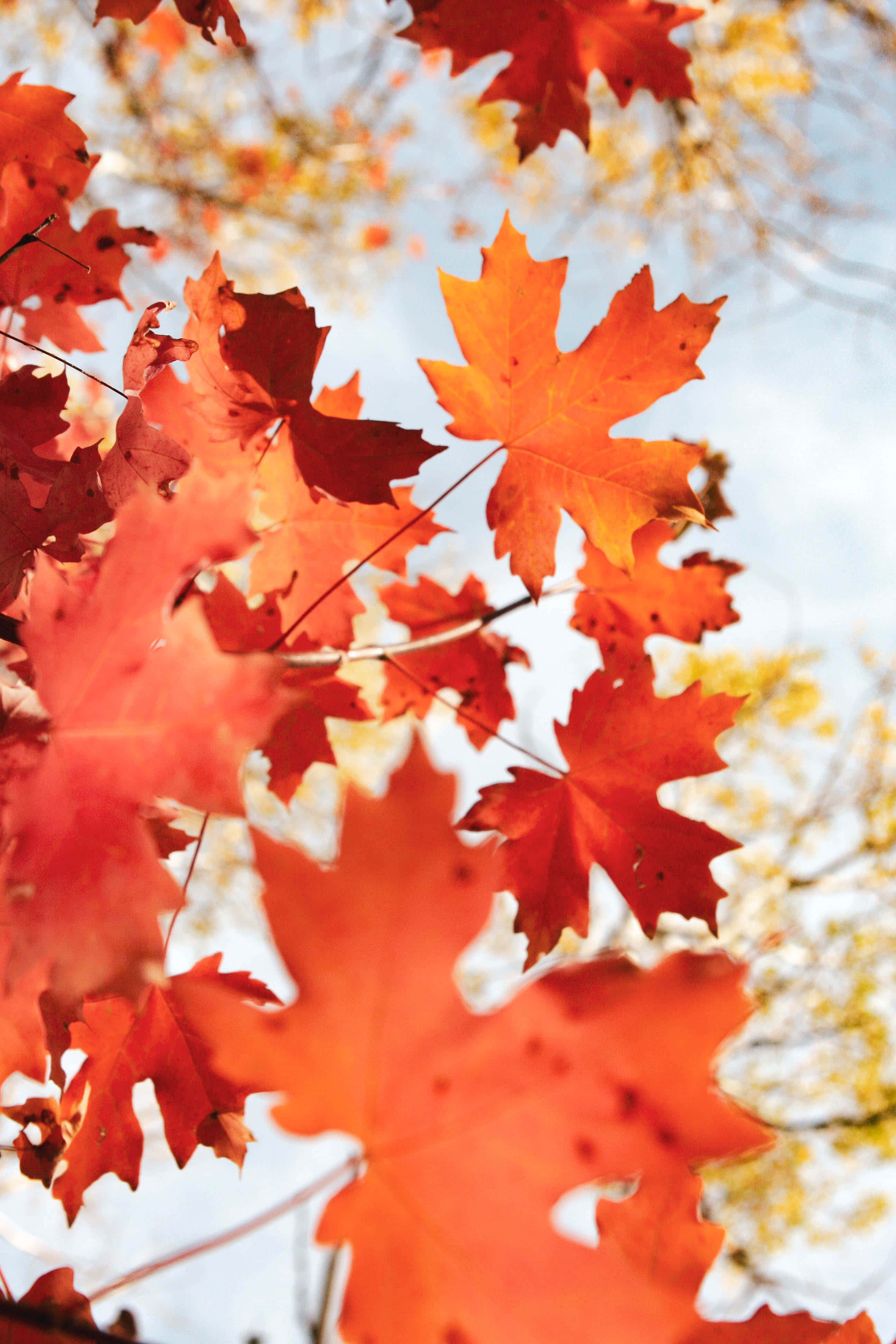 Autumn Fall 桌布 壁紙 — 鮮豔的橙色楓葉在柔和的藍天背景下，在秋季特寫鏡頭中閃耀。