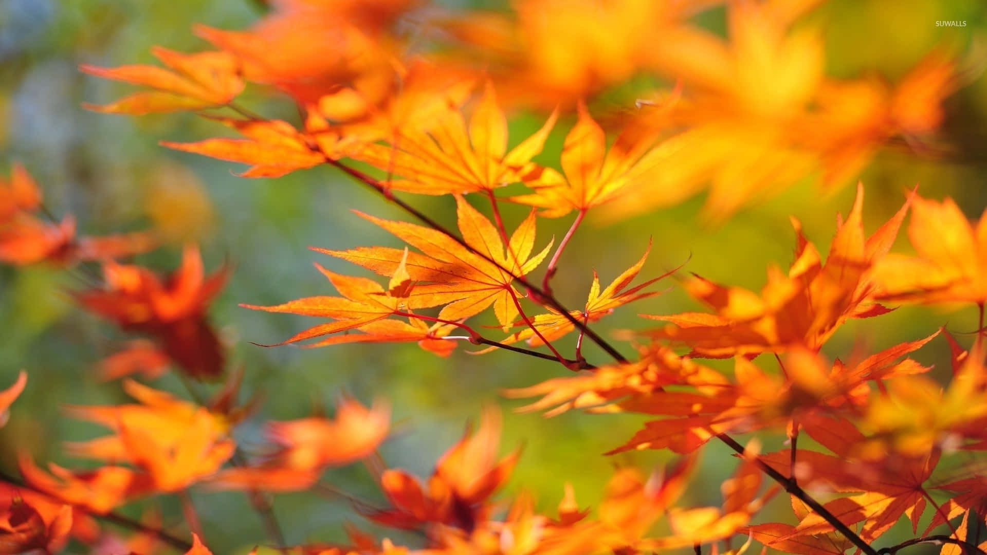 Autumn Leaf 桌布 壁紙 — 鮮豔的橙色楓葉在柔和陽光下，映襯著模糊的綠色背景，閃閃發光。