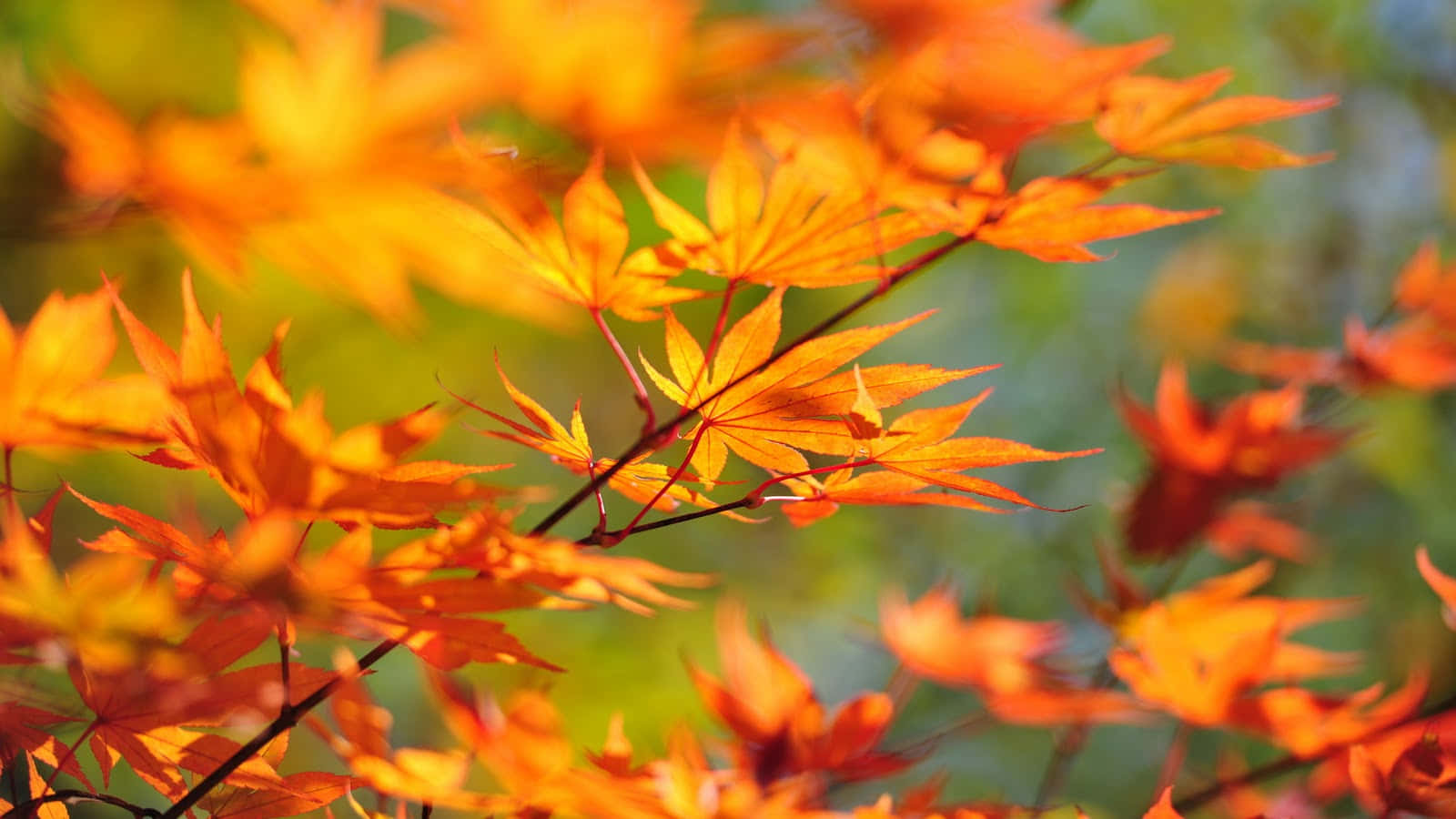 Autumn Season 桌布 壁紙 — 鮮豔的橙色楓葉在柔和陽光下發光，背景是模糊的綠色。