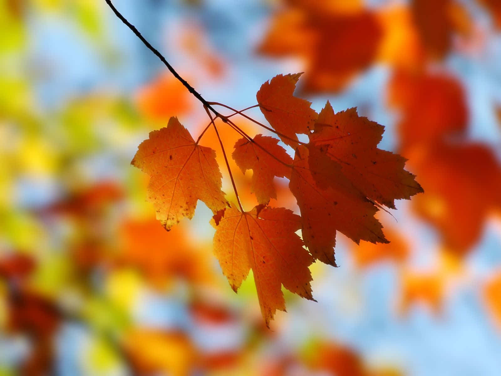 Best Autumn 桌布 壁紙 — 鮮豔的橙色楓葉在清澈的秋日陽光下，映襯著柔和的藍天，閃閃發光。
