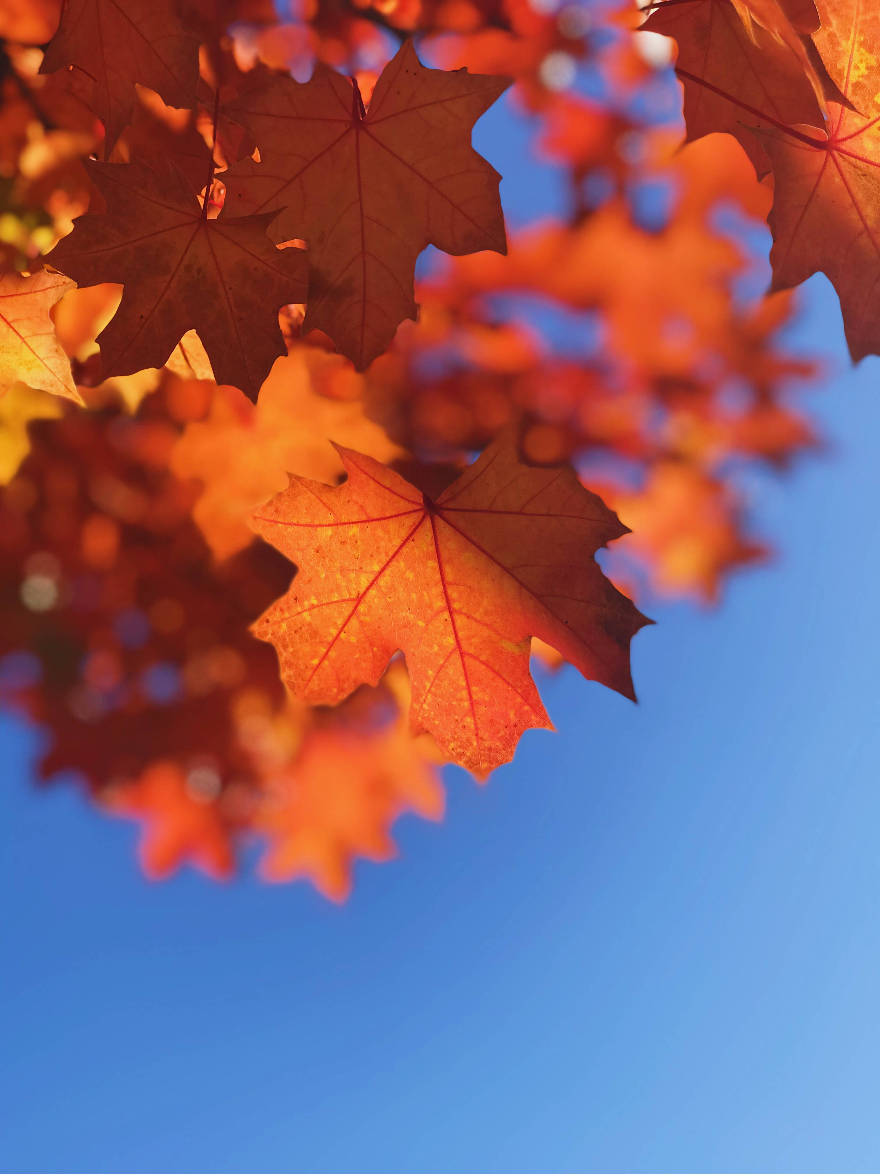 Autumn Leaves 桌布 壁紙 — 鮮豔的橙色楓葉在清澈的藍天下閃耀，呈現出清爽的秋日景象。