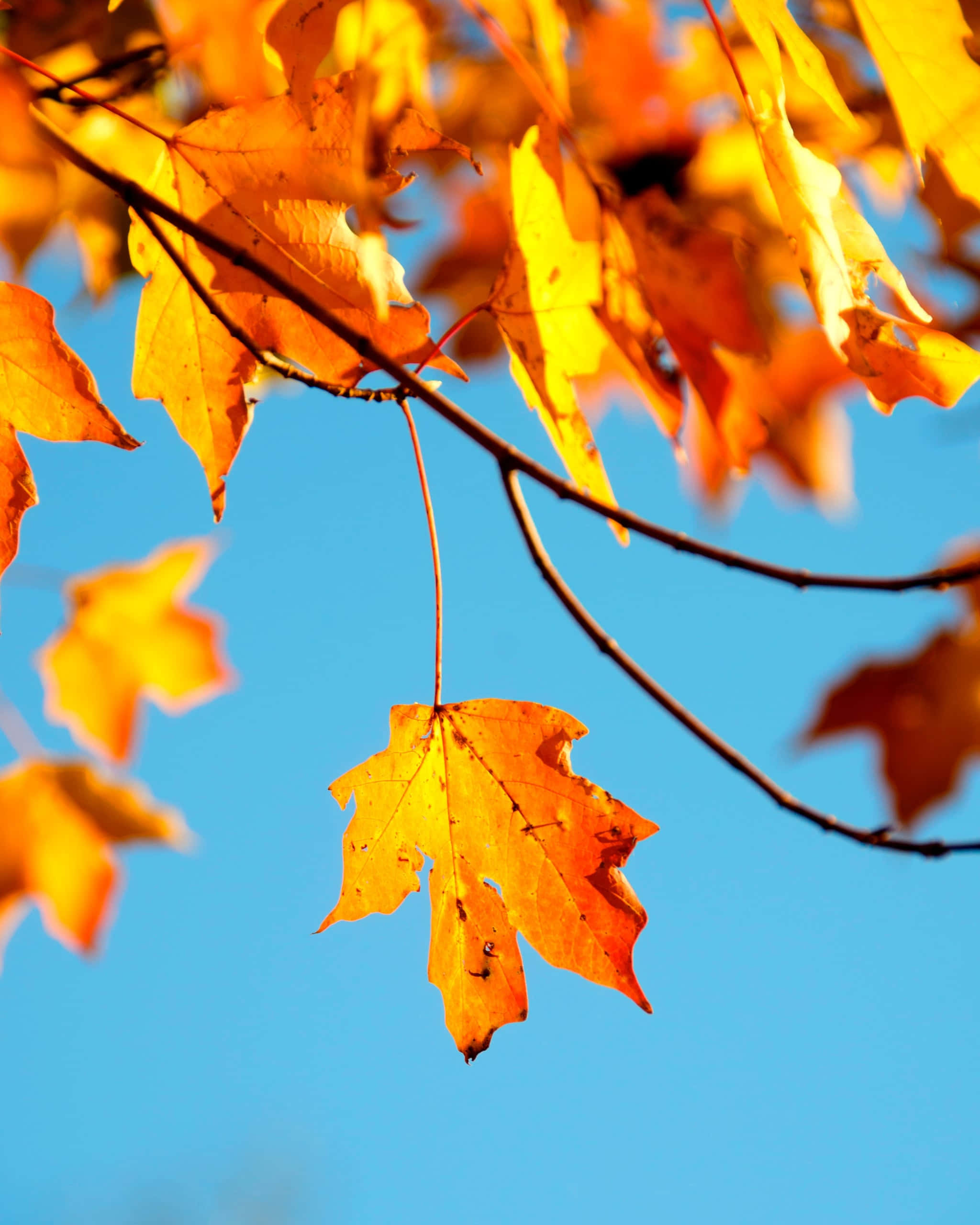Fall 桌布 壁紙 — 鮮豔的橙色楓葉在清澈的藍天下閃耀，呈現出清爽的秋日景象。