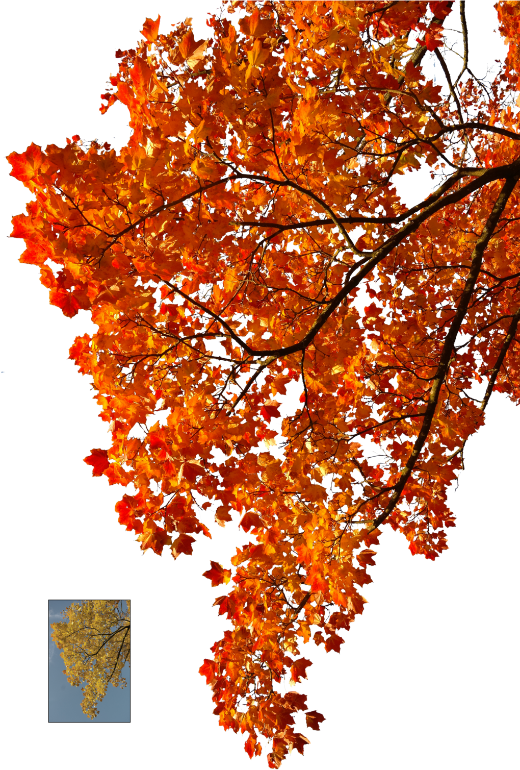 Tree Leaves 桌布 壁紙 — 鮮豔的橙色楓葉在漆黑的背景上層層疊疊，被穿過樹枝的溫暖陽光照射著。