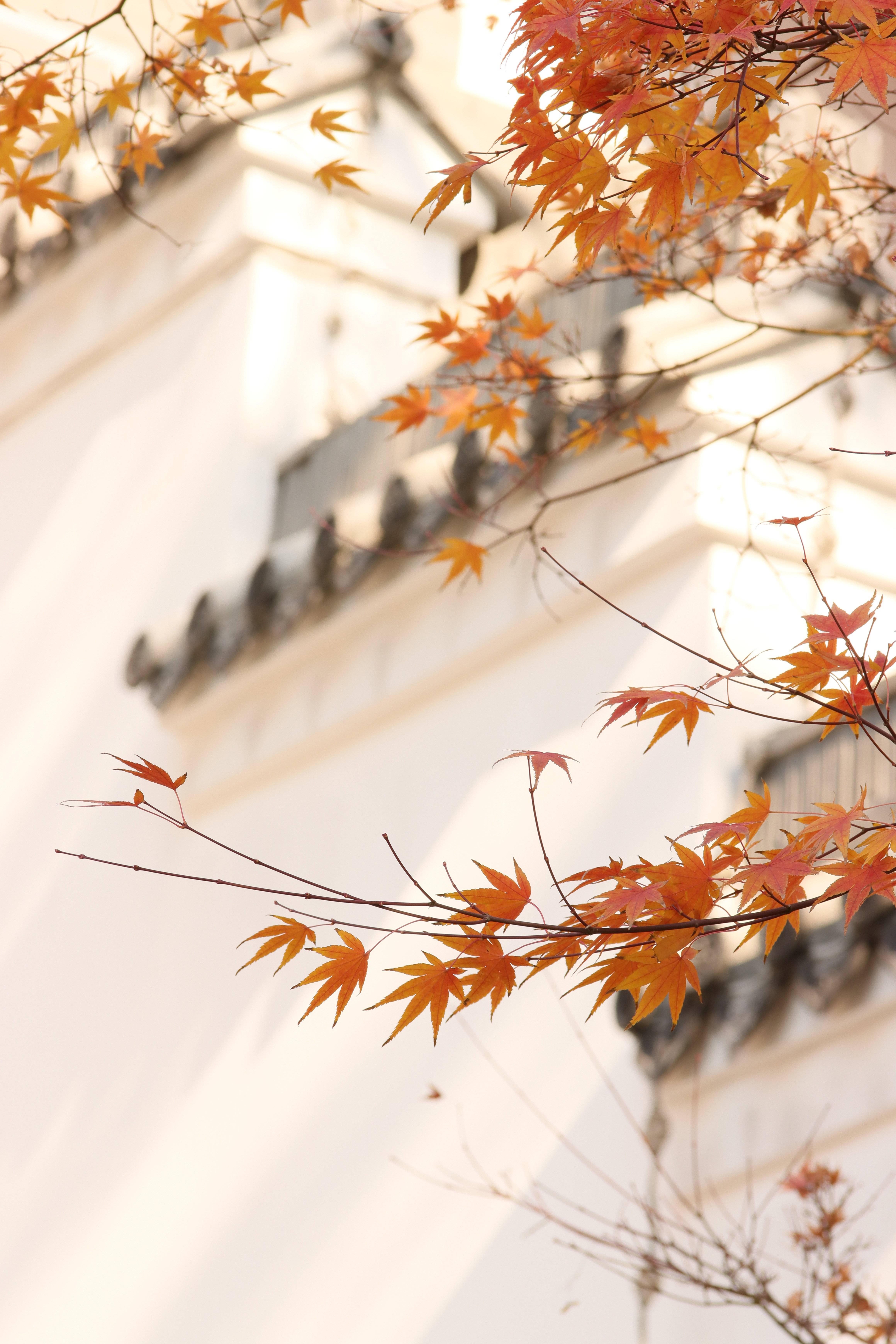 Fall Leaves 桌布 壁紙 — 鮮豔的橙色楓葉框住一座傳統白色建築，帶有深色瓦片屋頂，映襯柔和日光。