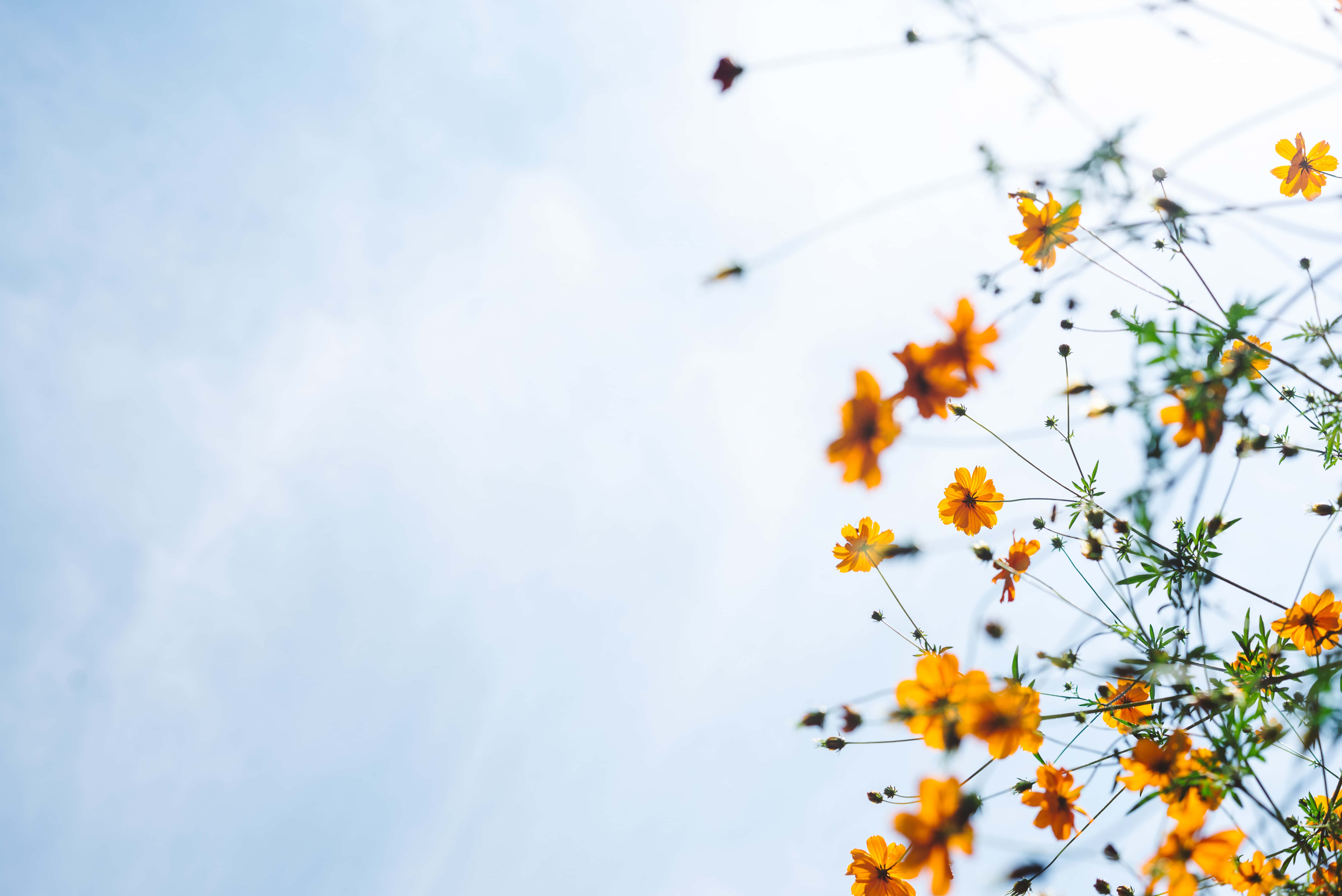 Calming 桌布 壁紙 — 鮮豔的橙色波斯菊在柔和的藍天下綻放，構成明亮的自然場景。
