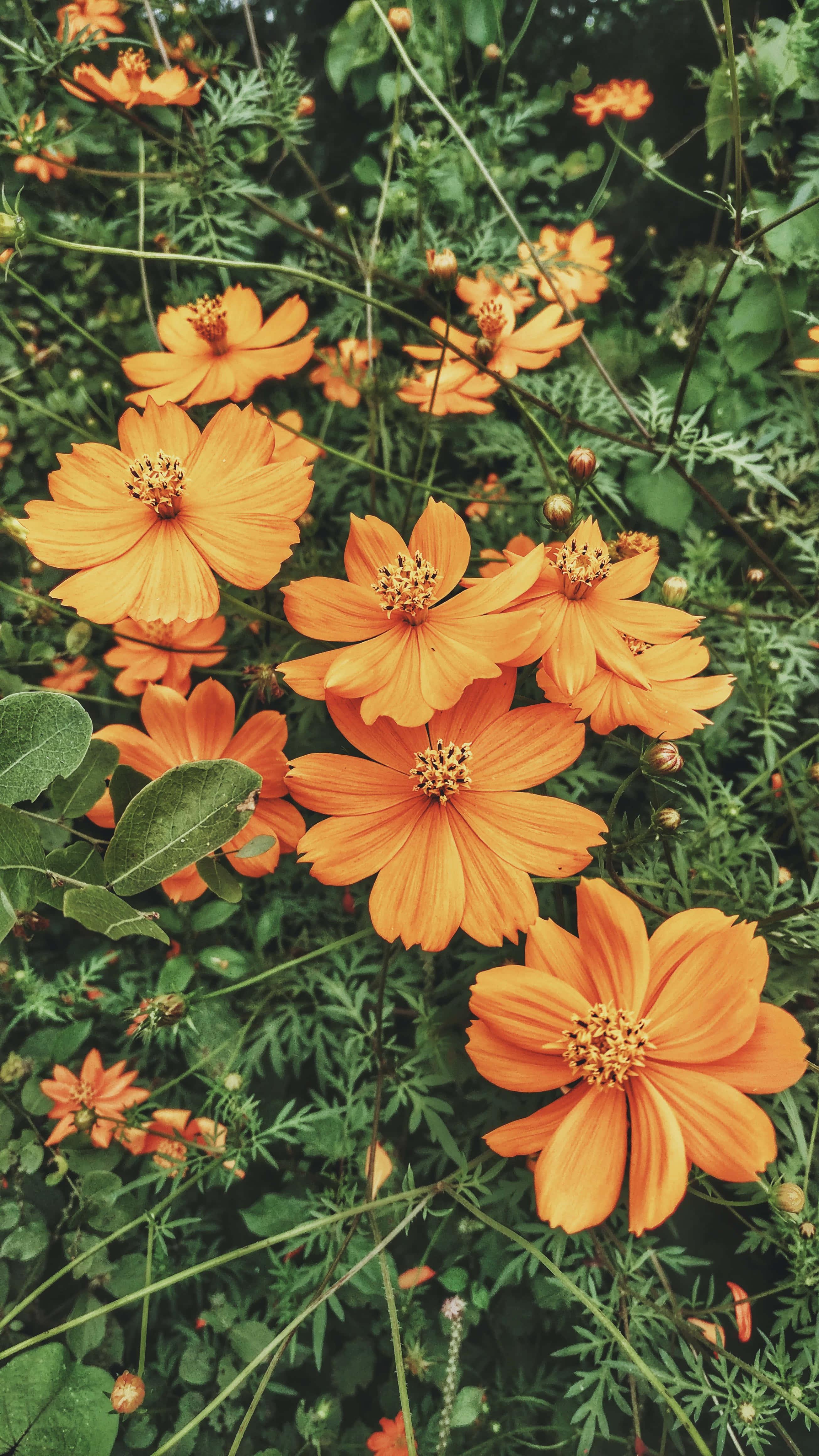 Cosmos 桌布 壁紙 — 鮮豔的橙色波斯菊在陽光普照的花園場景中，於茂密的綠葉間盛開。