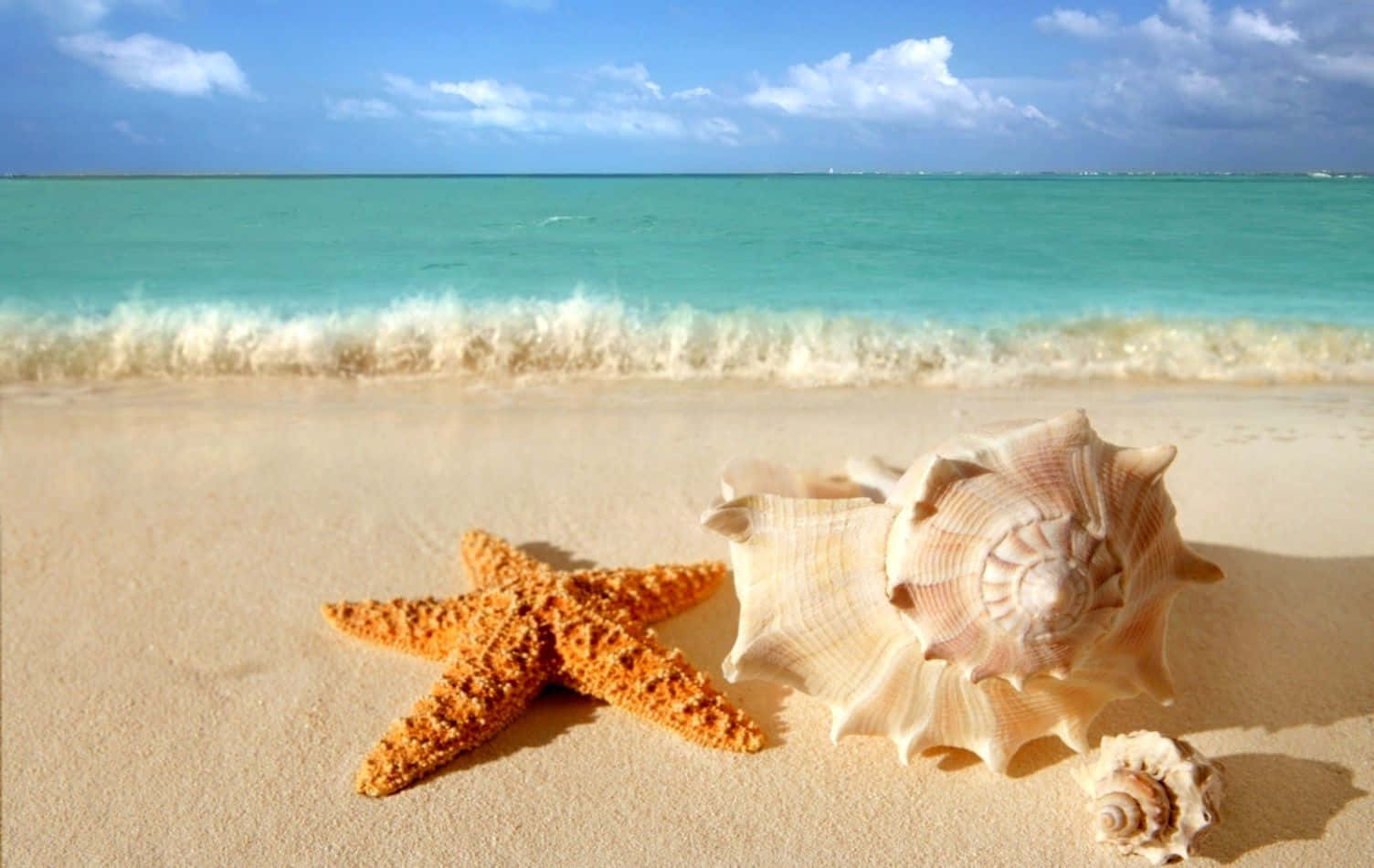 Seashell 桌布 壁紙 — 鮮豔的橙色海星和大貝殼躺在金色沙灘上，旁邊是碧綠的海浪，上方是明亮的藍天。