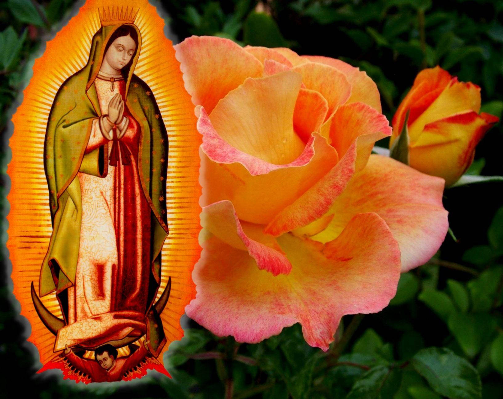 Catholic 桌布 壁紙 — 鮮豔的橙色玫瑰在瓜達盧佩聖母光芒四射的描繪旁盛開，聖母帶有金色光環和綠色斗篷。